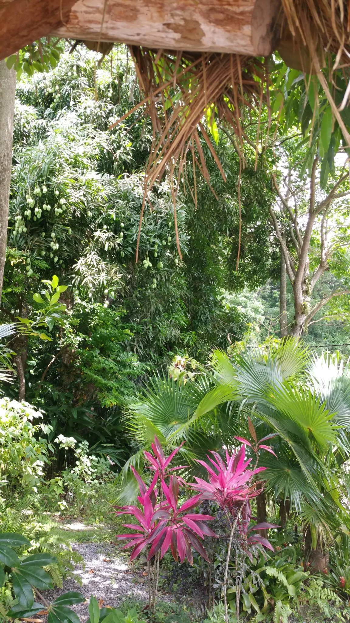 jardin créole
