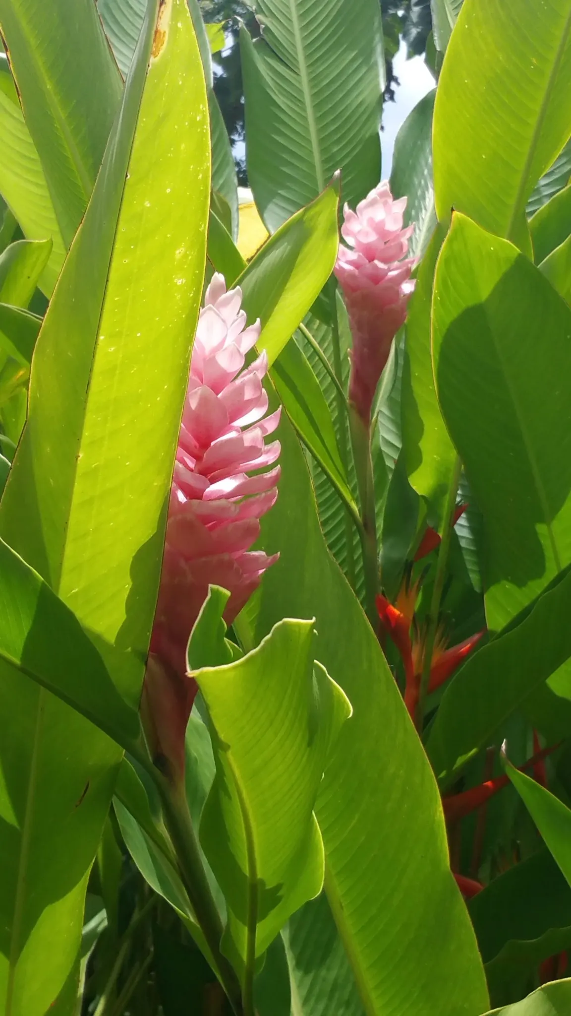Jardin créole