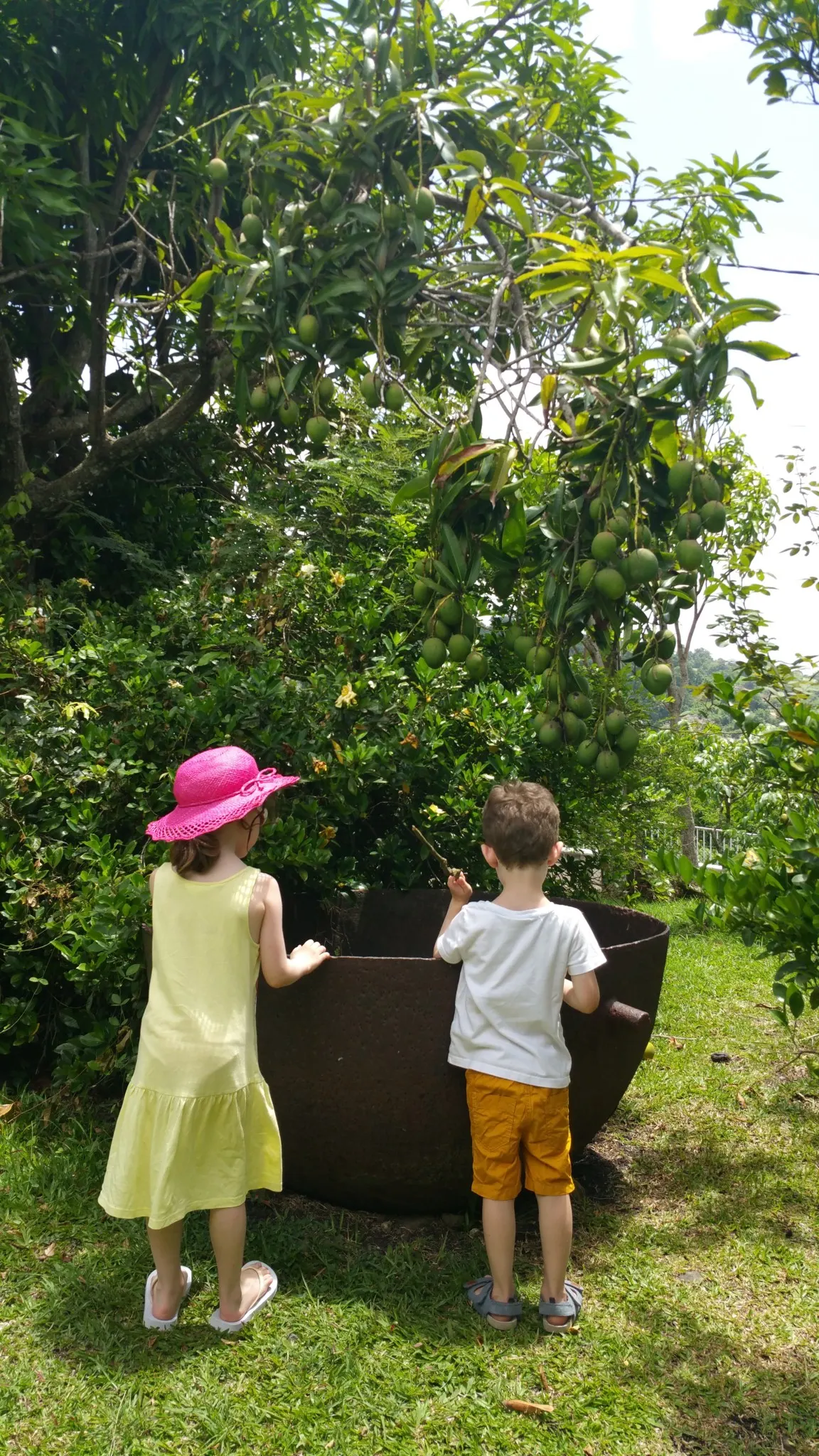 jardin créole