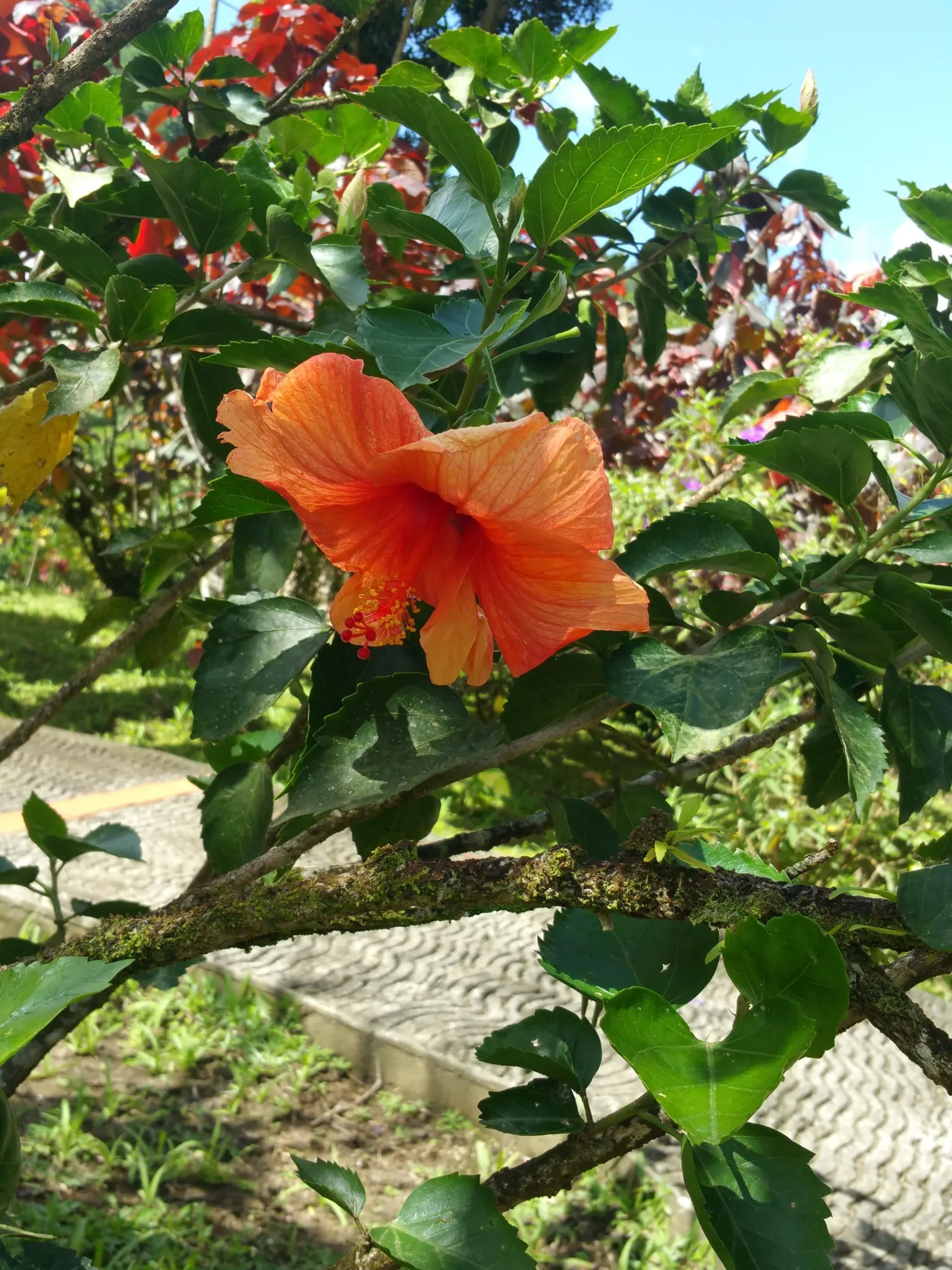 jardin balata
