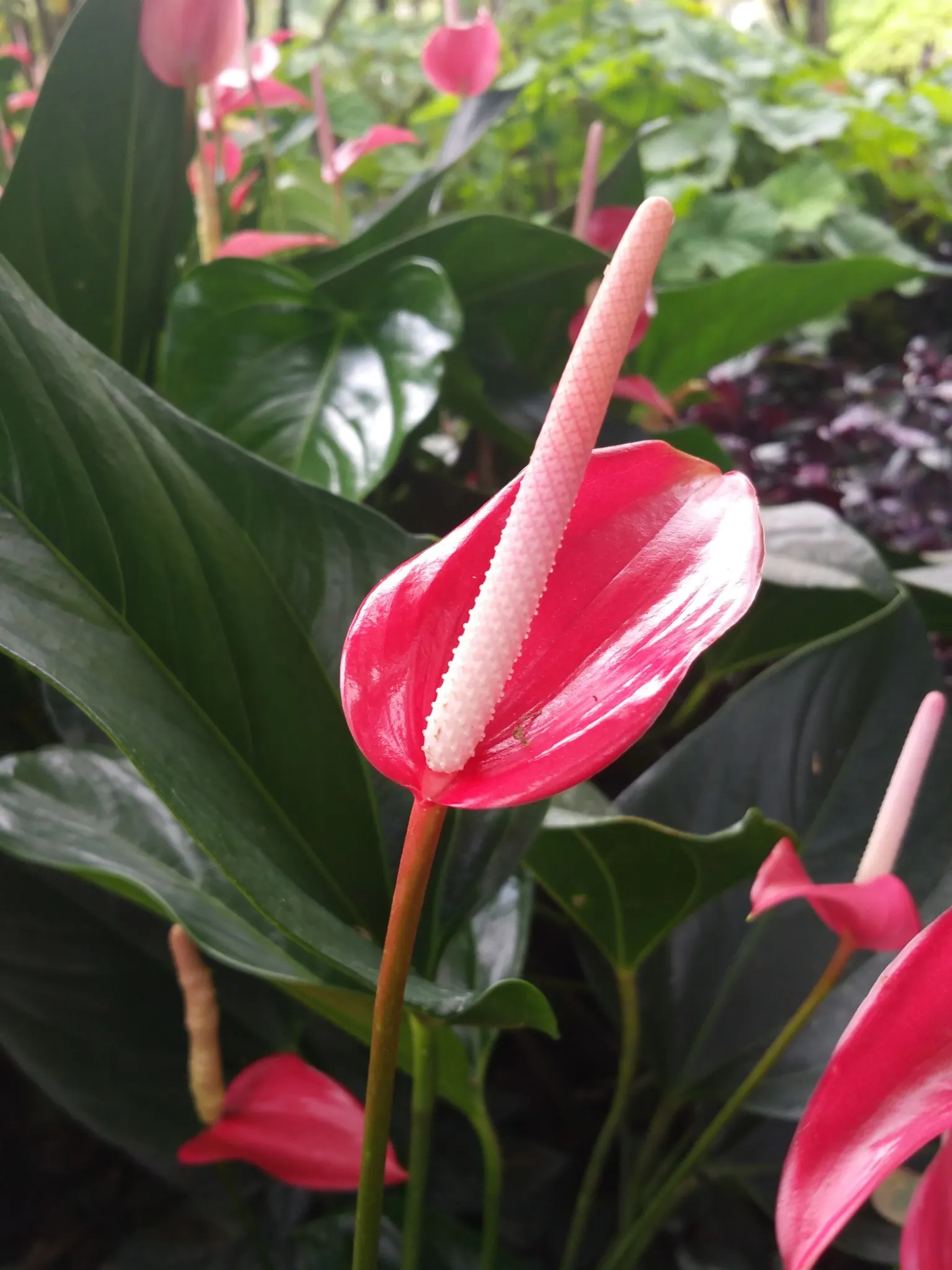 jardin balata