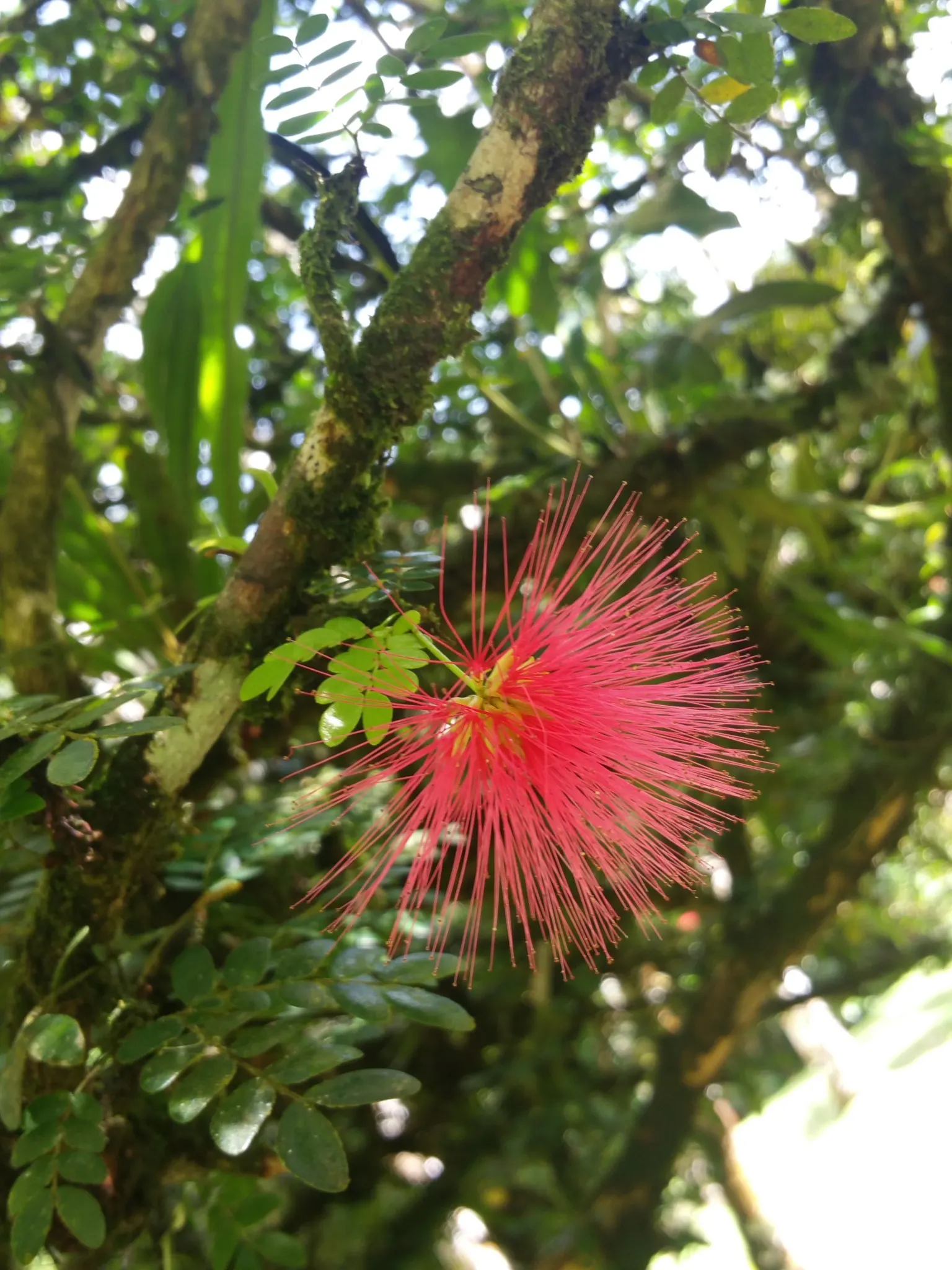 jardin balata