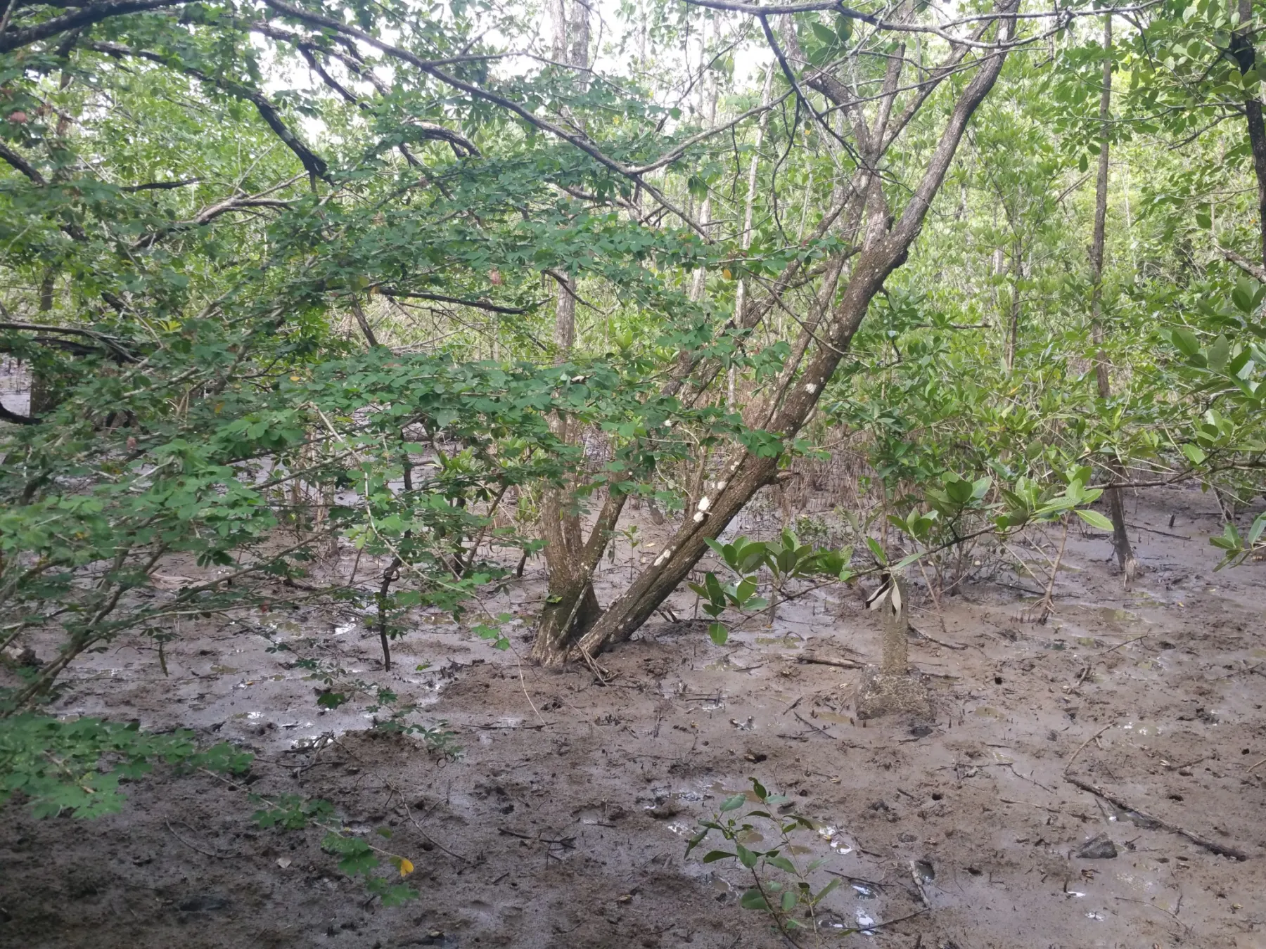forêt vatable