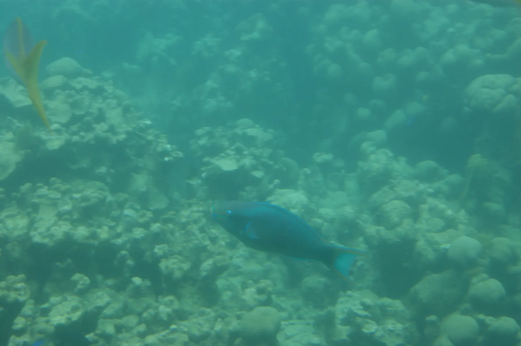 Aquabulle