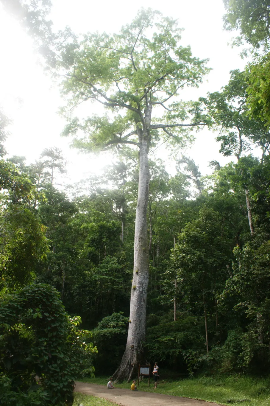forêt montravail