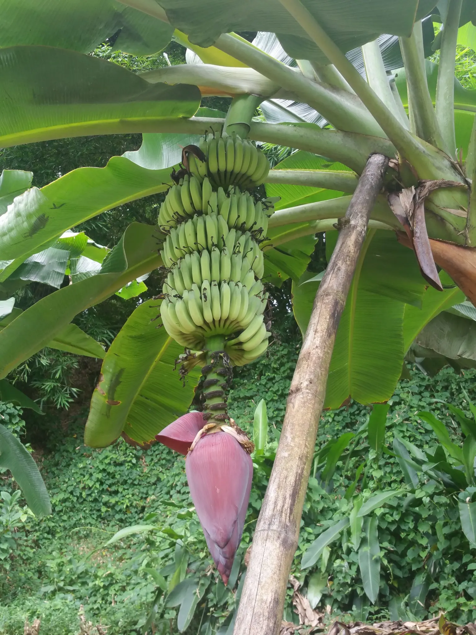 Musée banane
