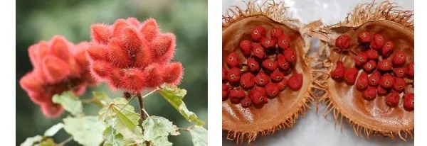 Le roucou, fruit du roucouyer