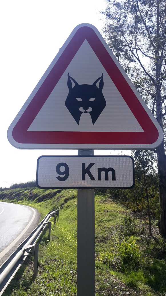 Alentejo - lynx