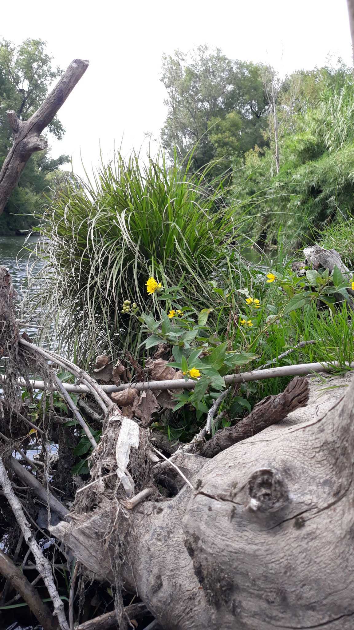 Un spot de rêve au bord de la Cèze près de Goudargues, parfait pour se détendre en famille.