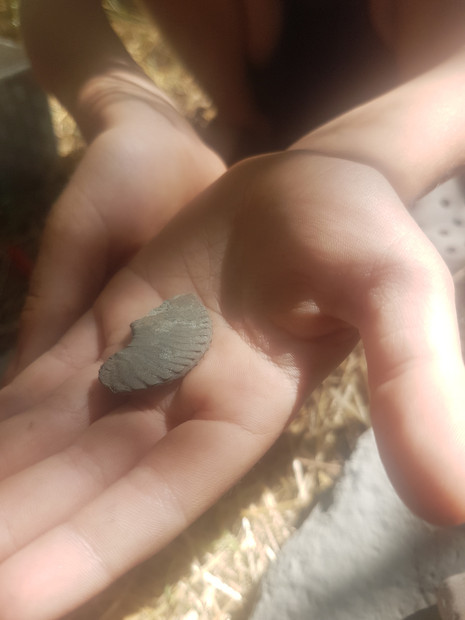 Découverte de fossiles cachés dans les galets près de la Cèze, une activité éducative pendant notre pause estivale en vadrouille.