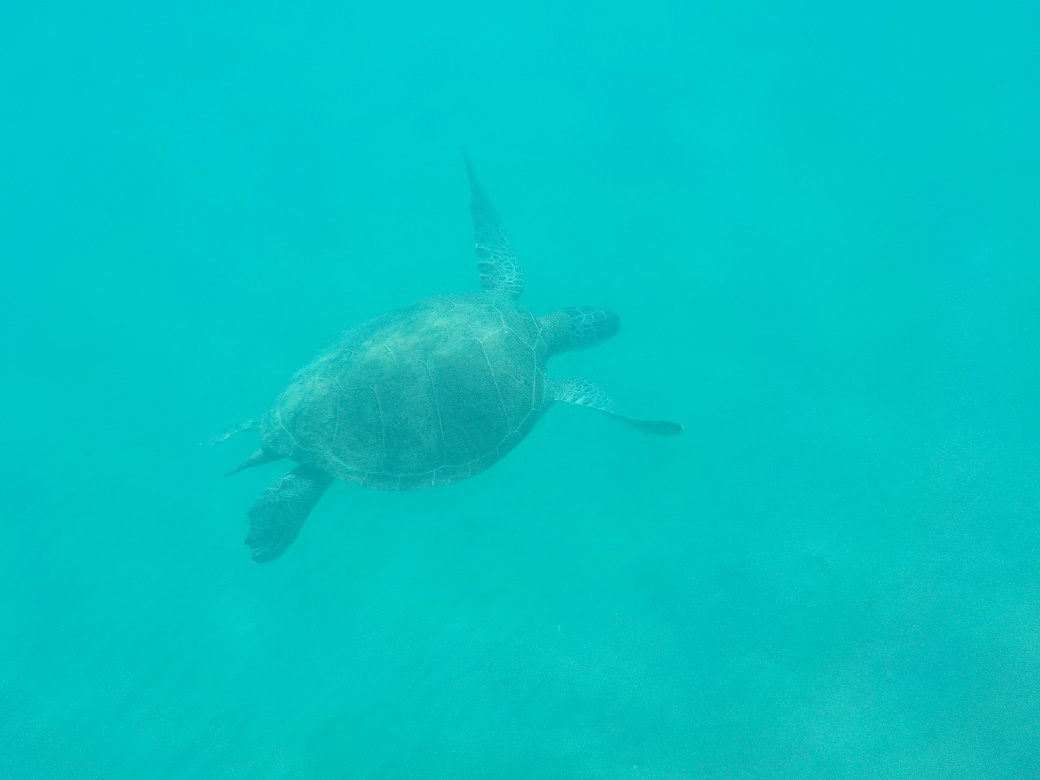 tortues