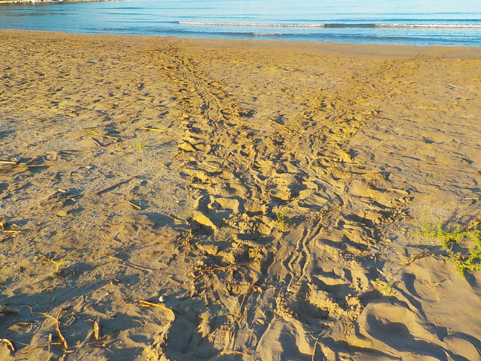 tortues
