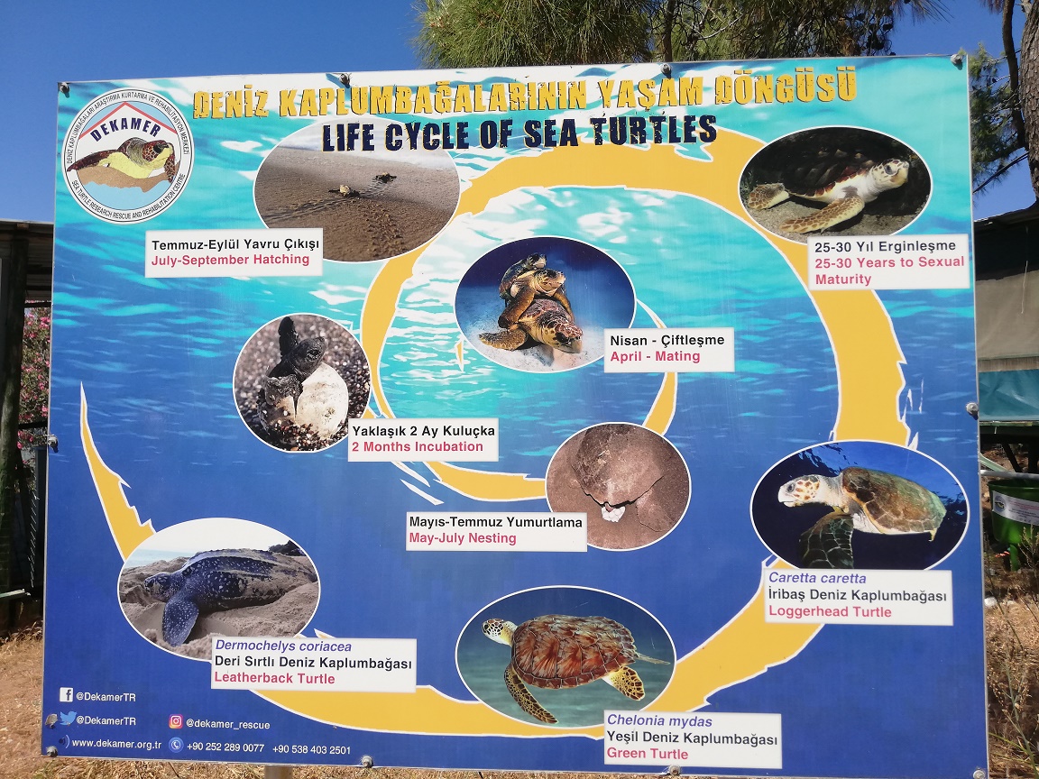 tortues
