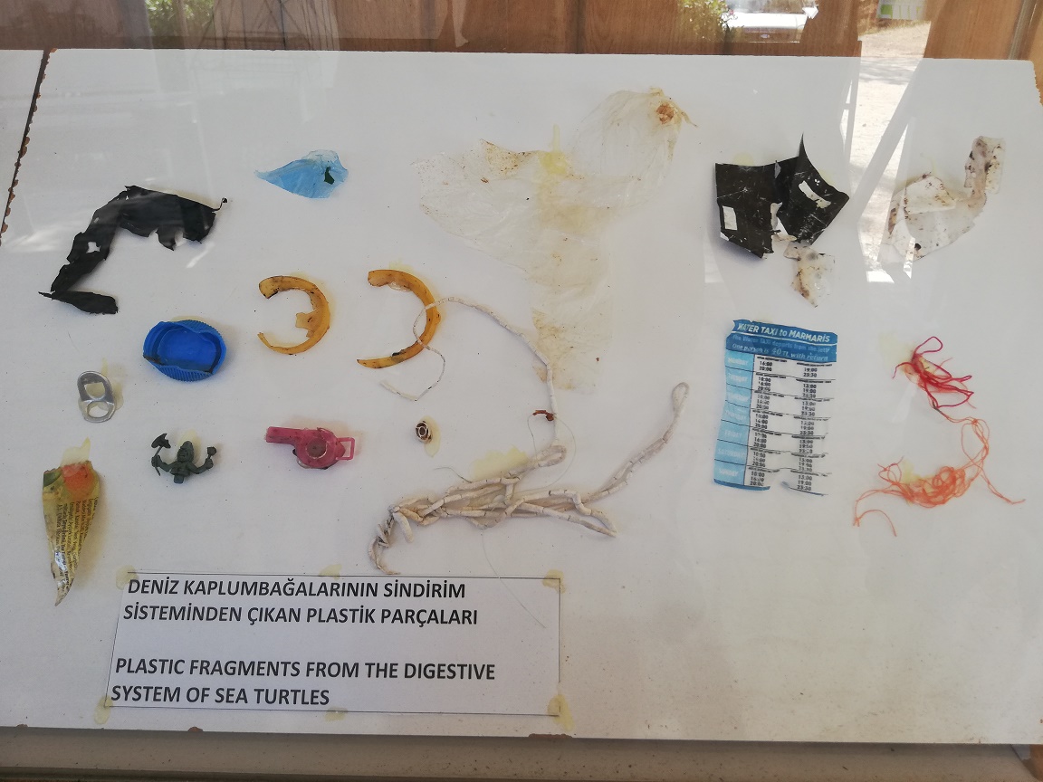 tortues