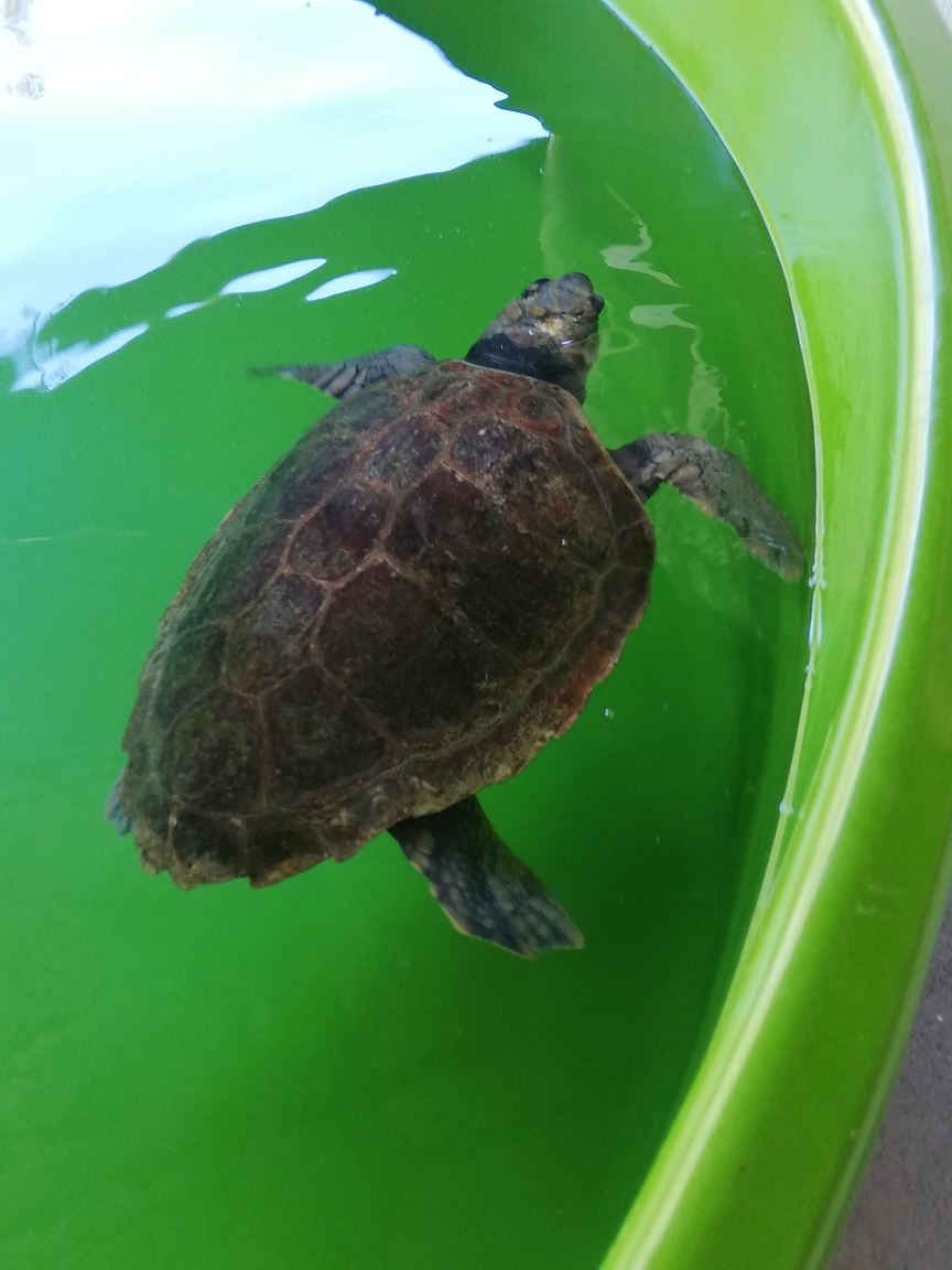 tortues