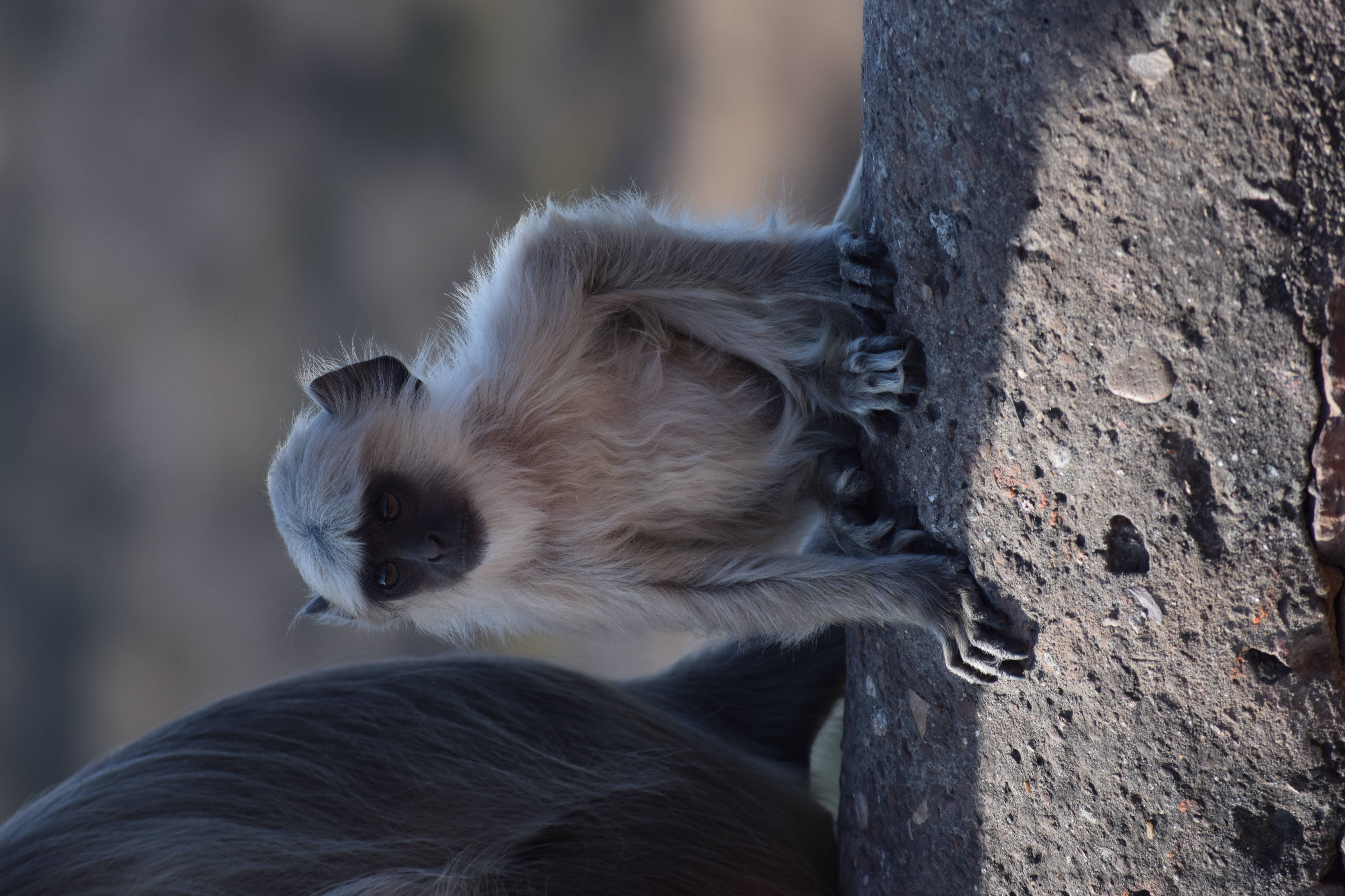 Ranthambore