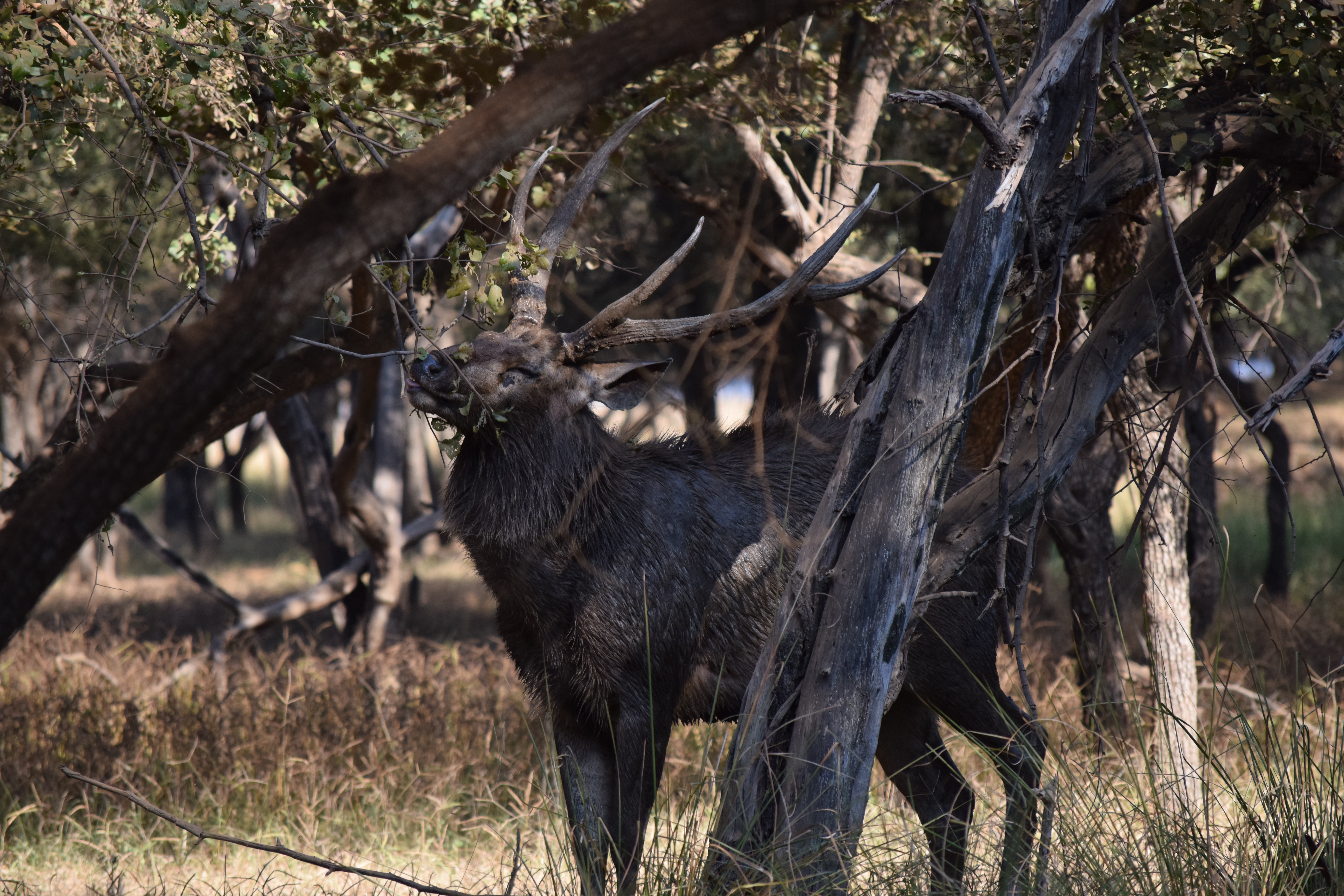 Ranthambore