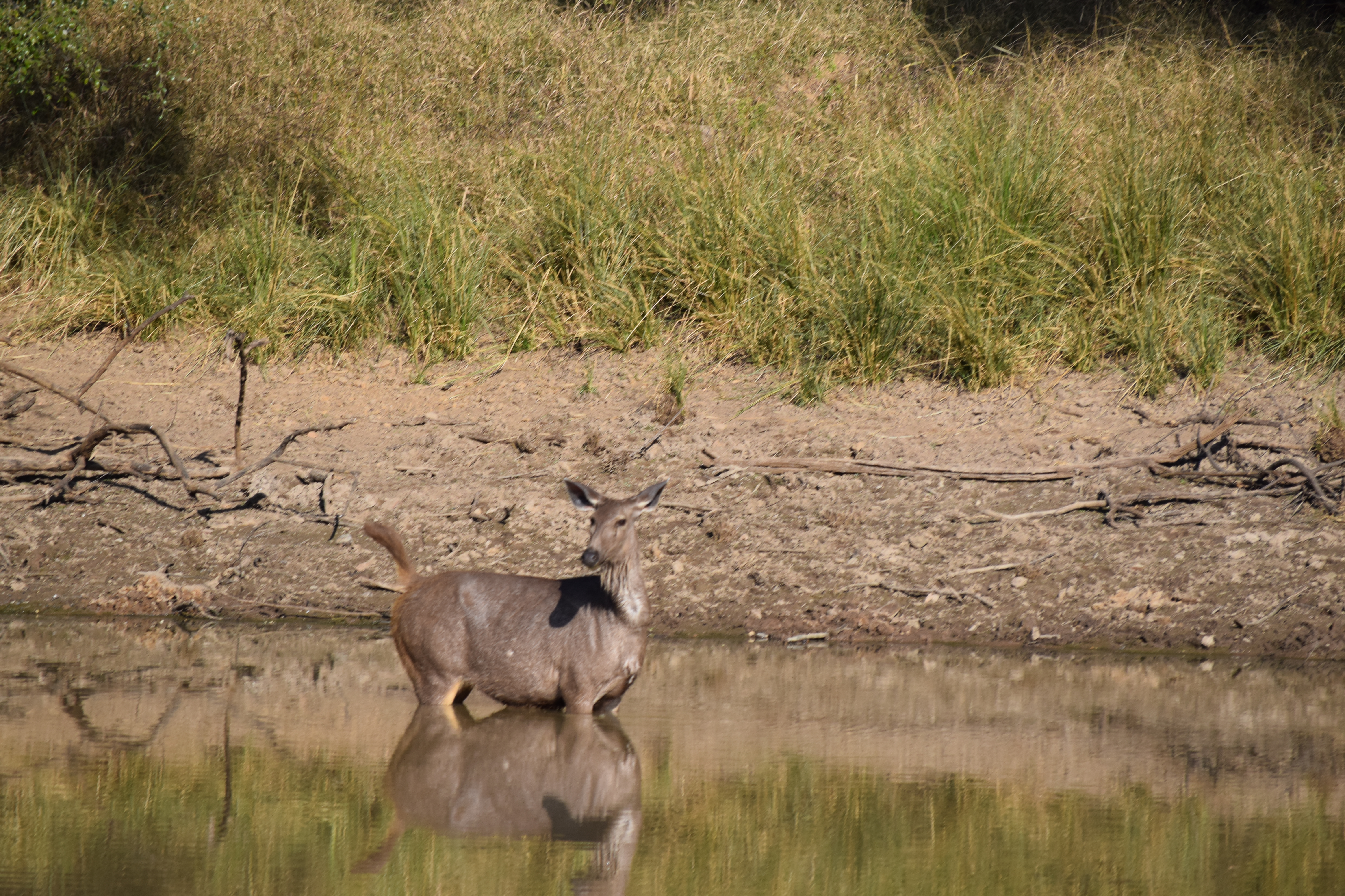 Ranthambore