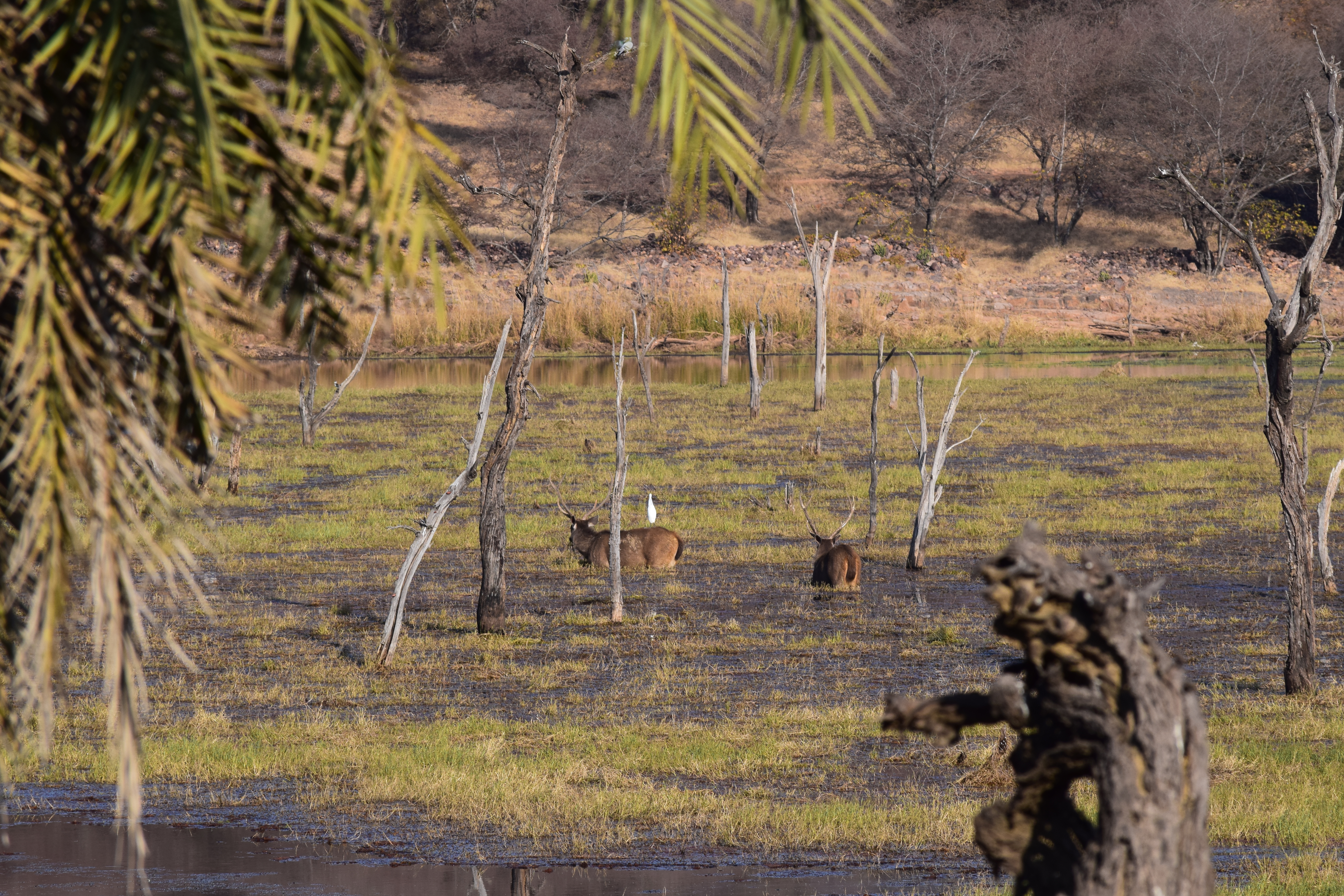 Ranthambore