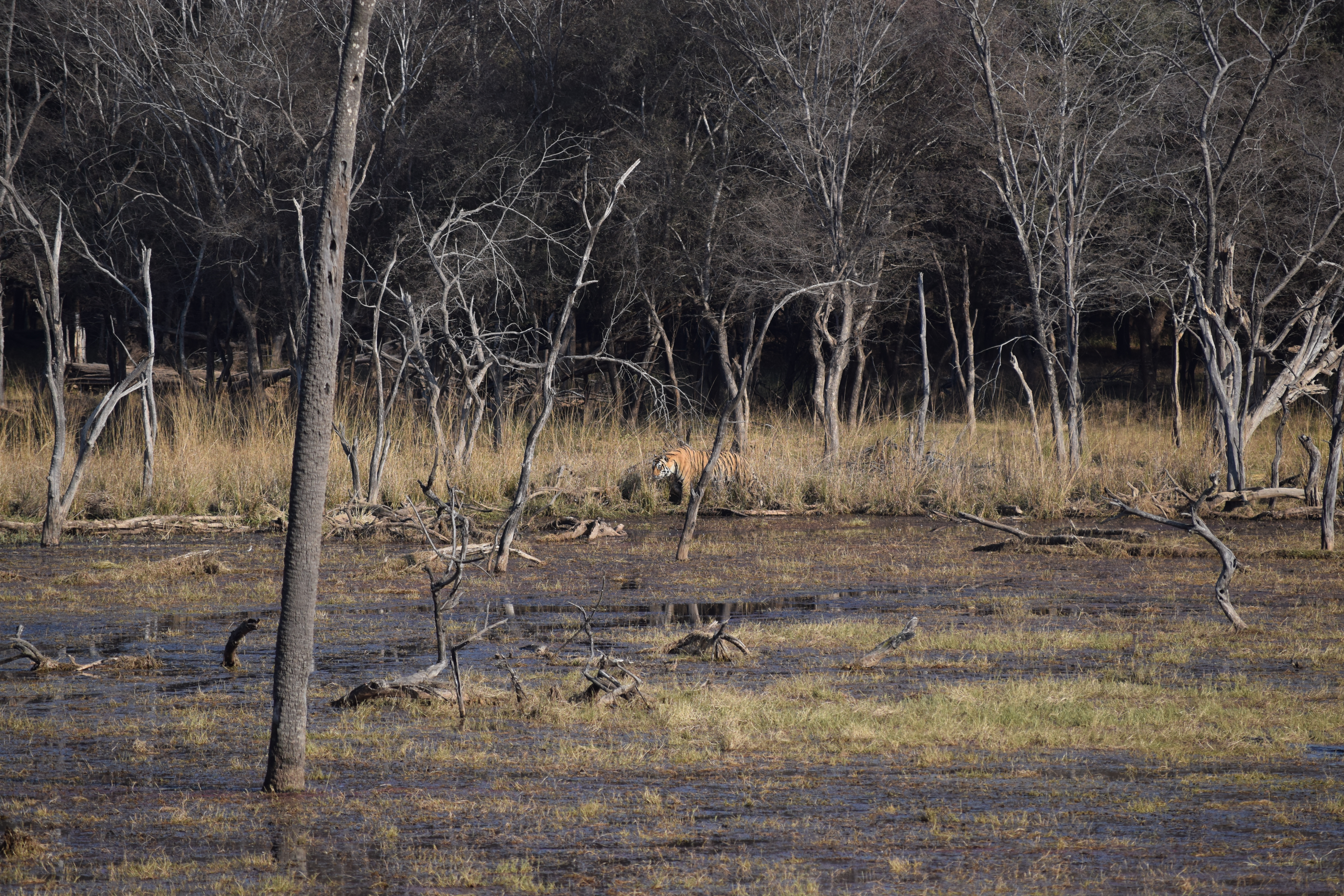 Ranthambore