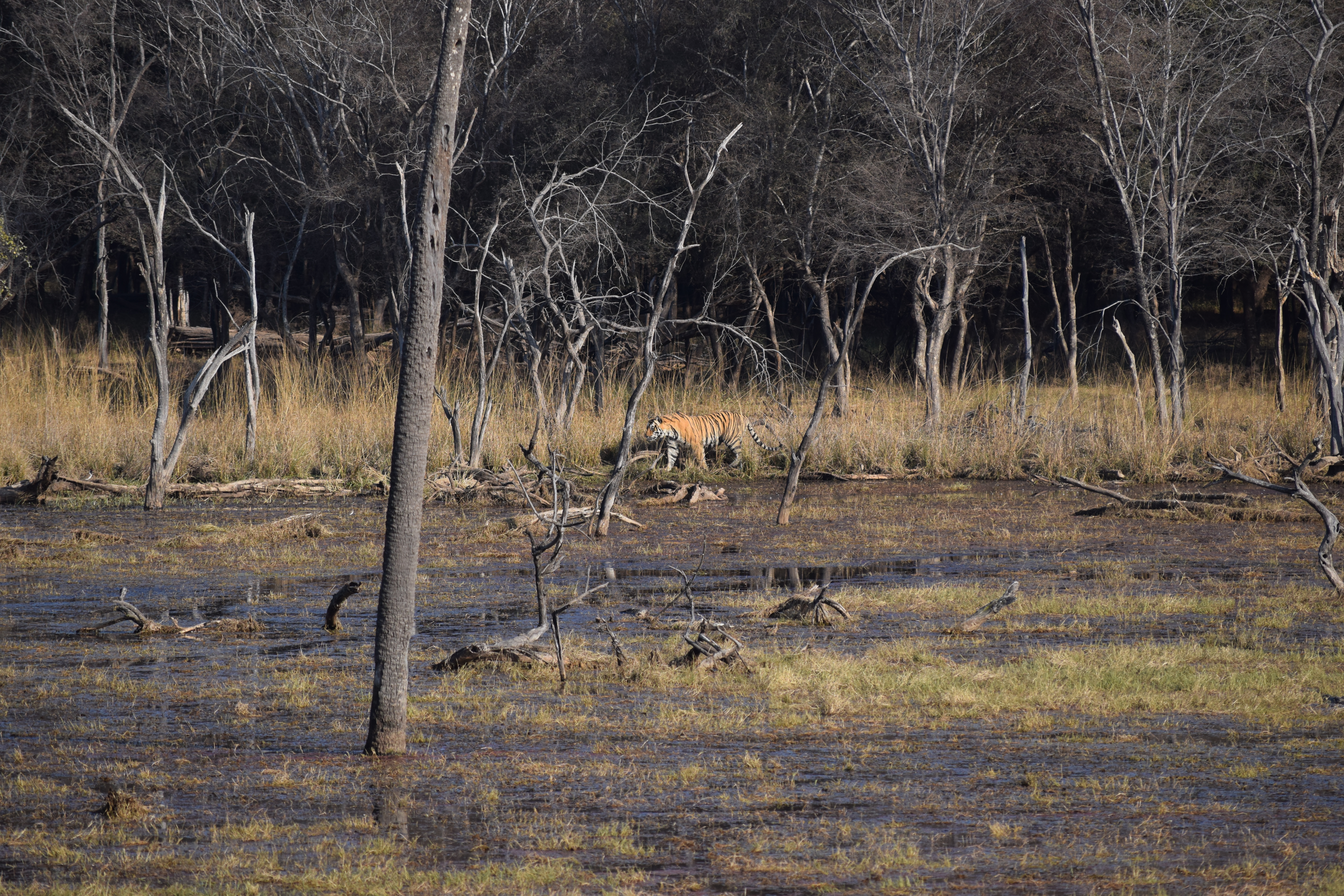 Ranthambore