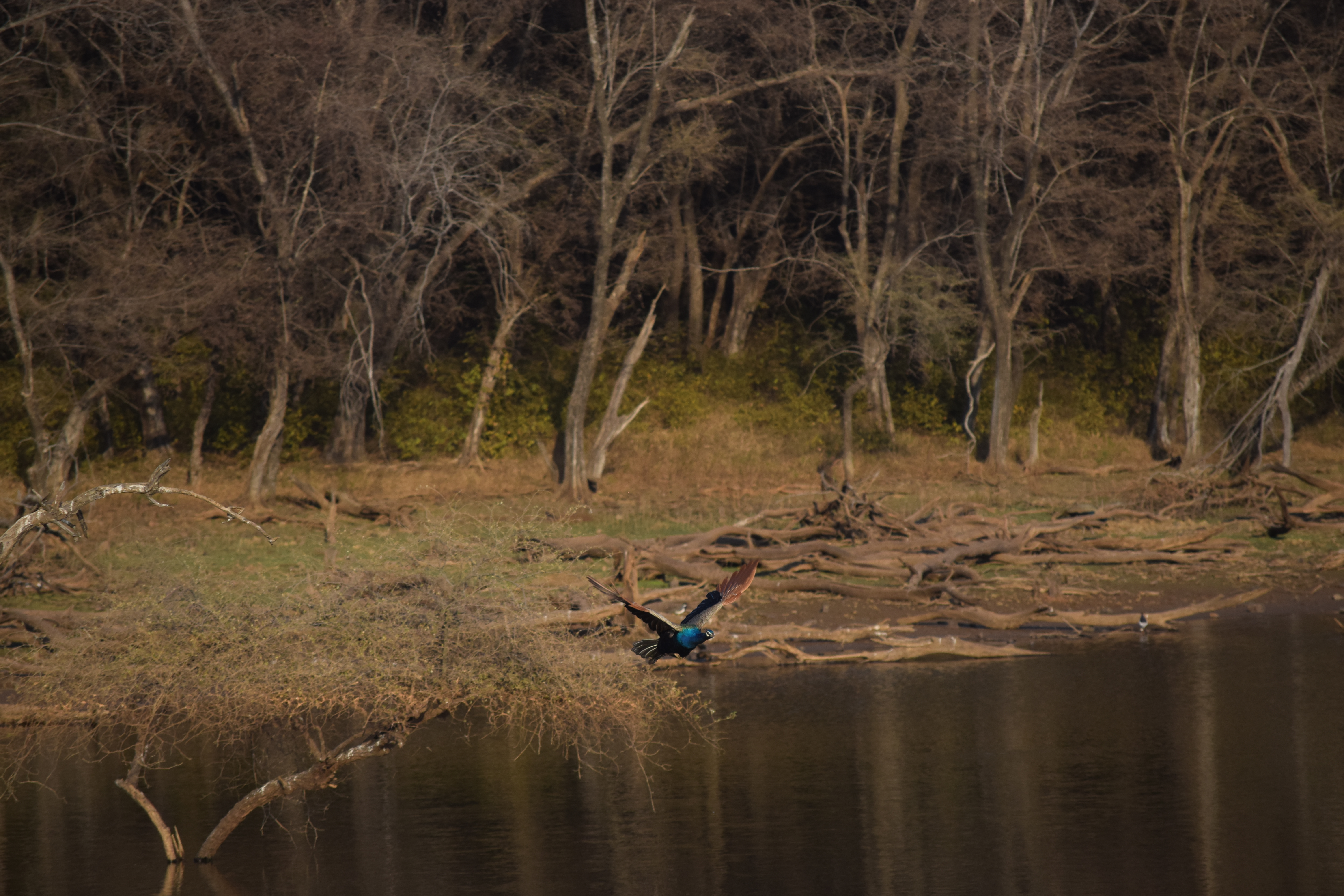 Ranthambore