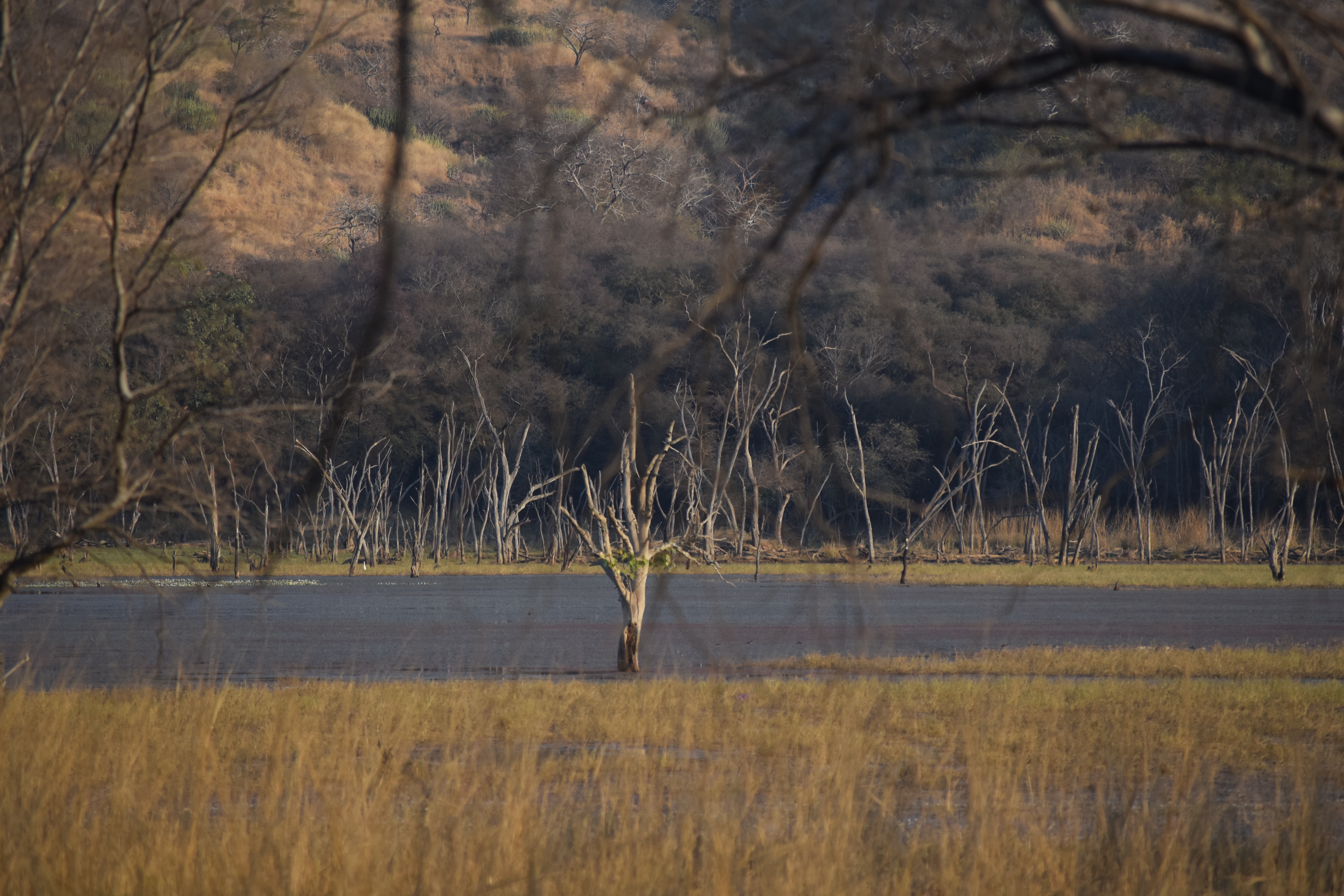 Ranthambore