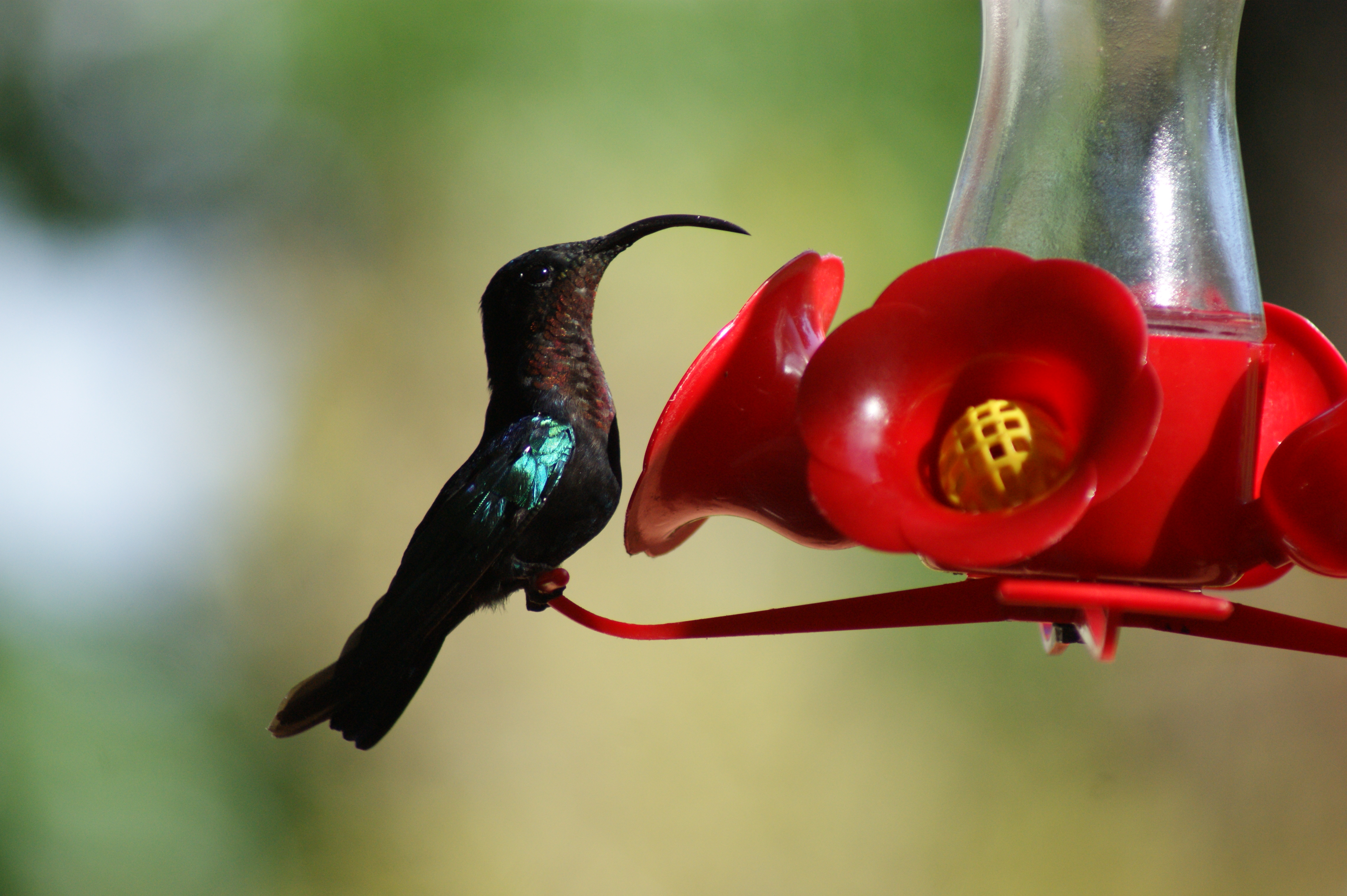 Colocataires - colibri