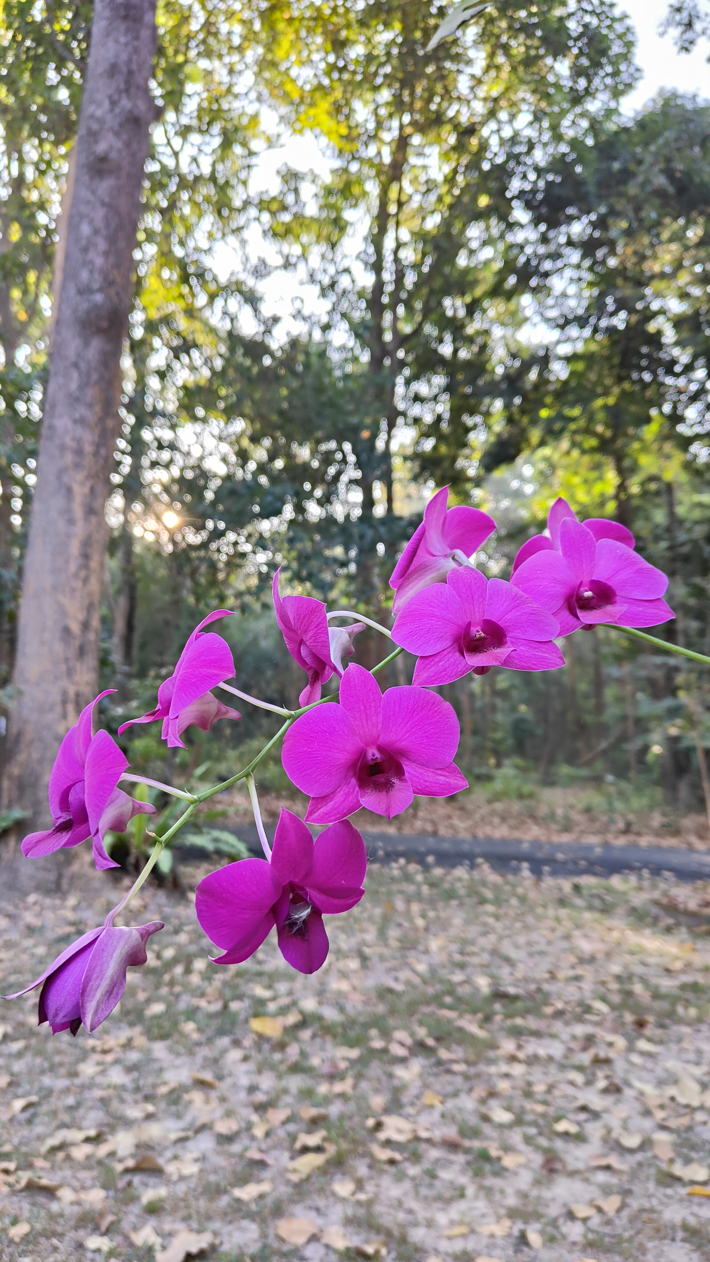 orchidées