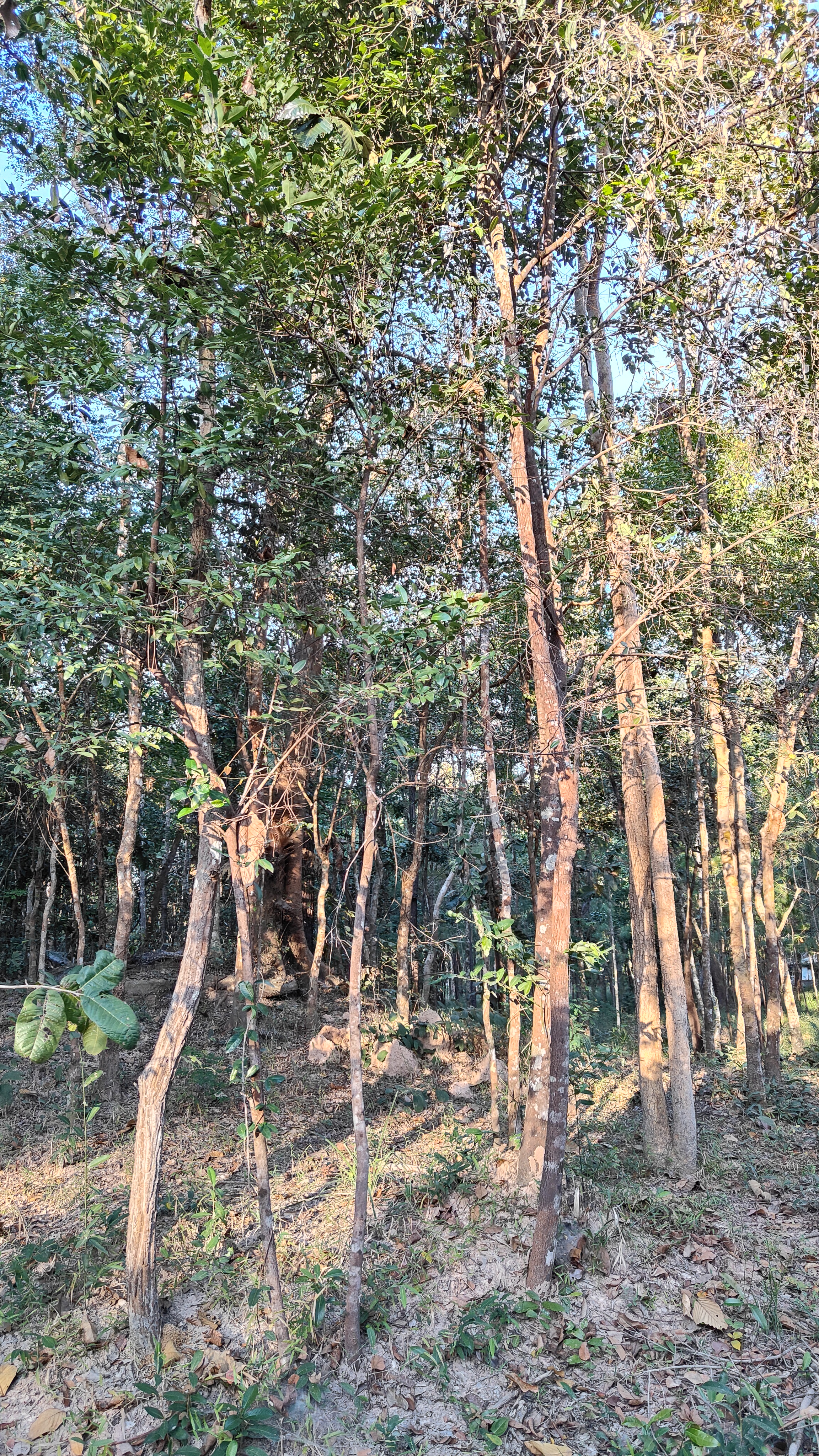 Pa Son Nong Khu Forest Park