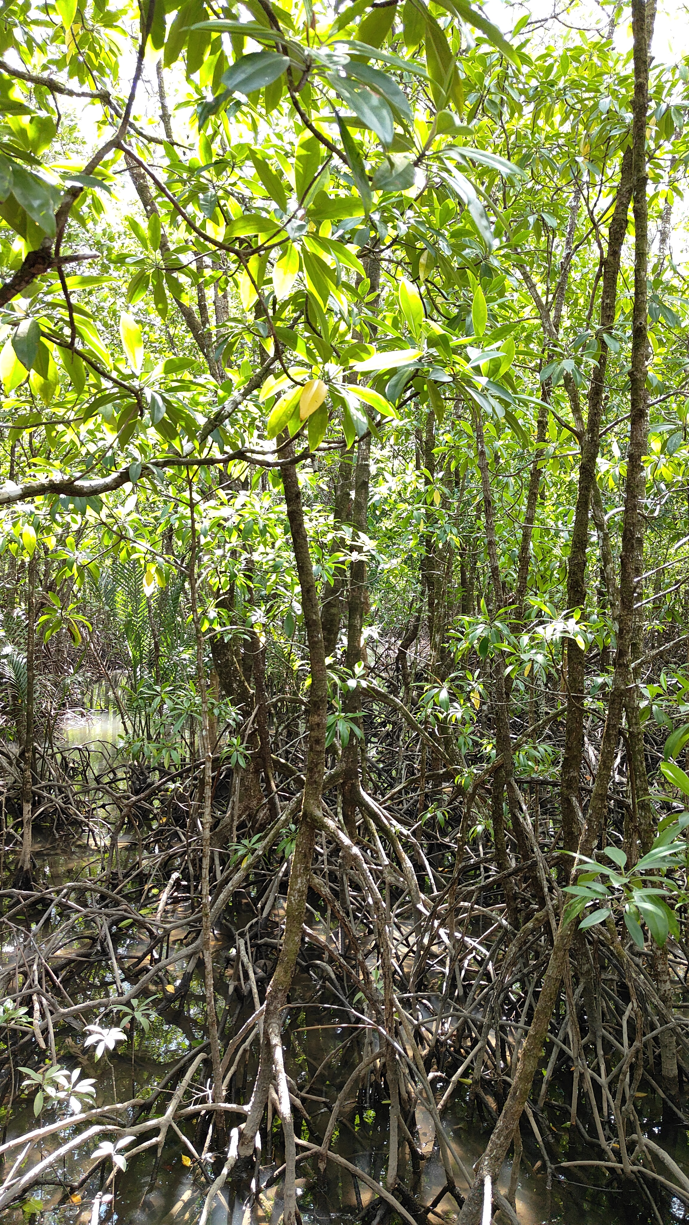 forêt de mangrove Baan Na Nai