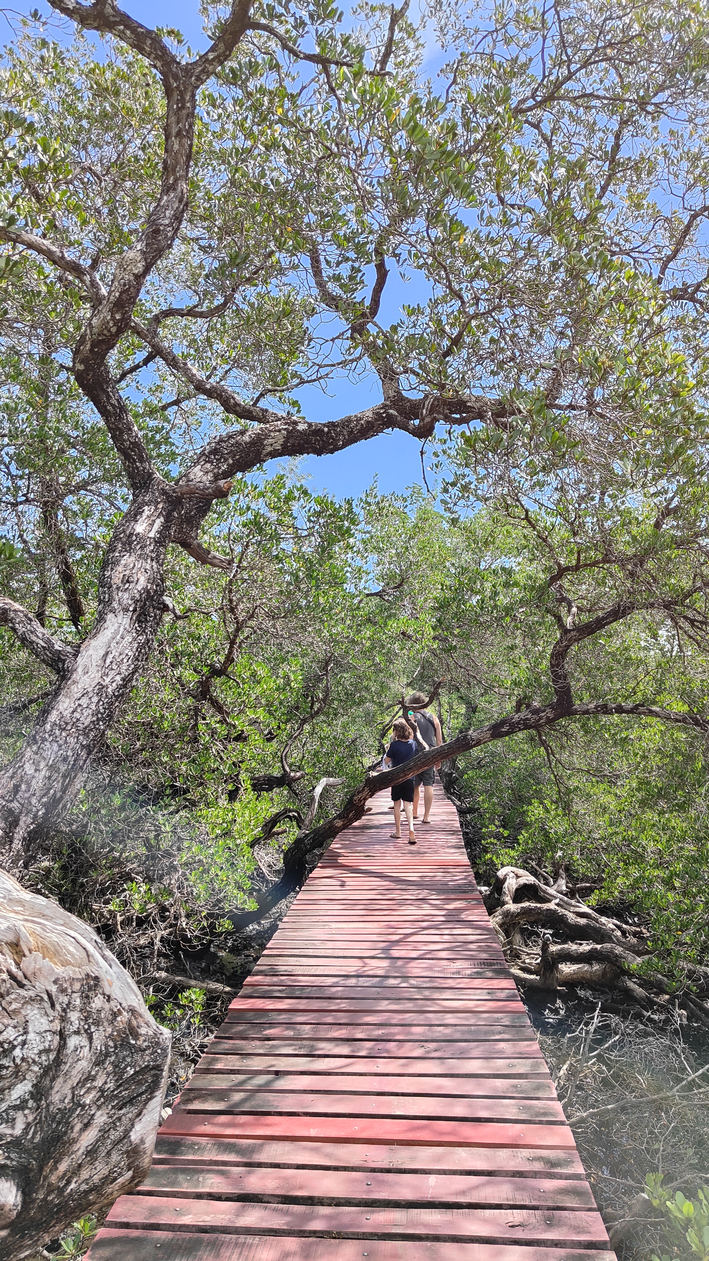 forêt de mangrove Baan Na Nai