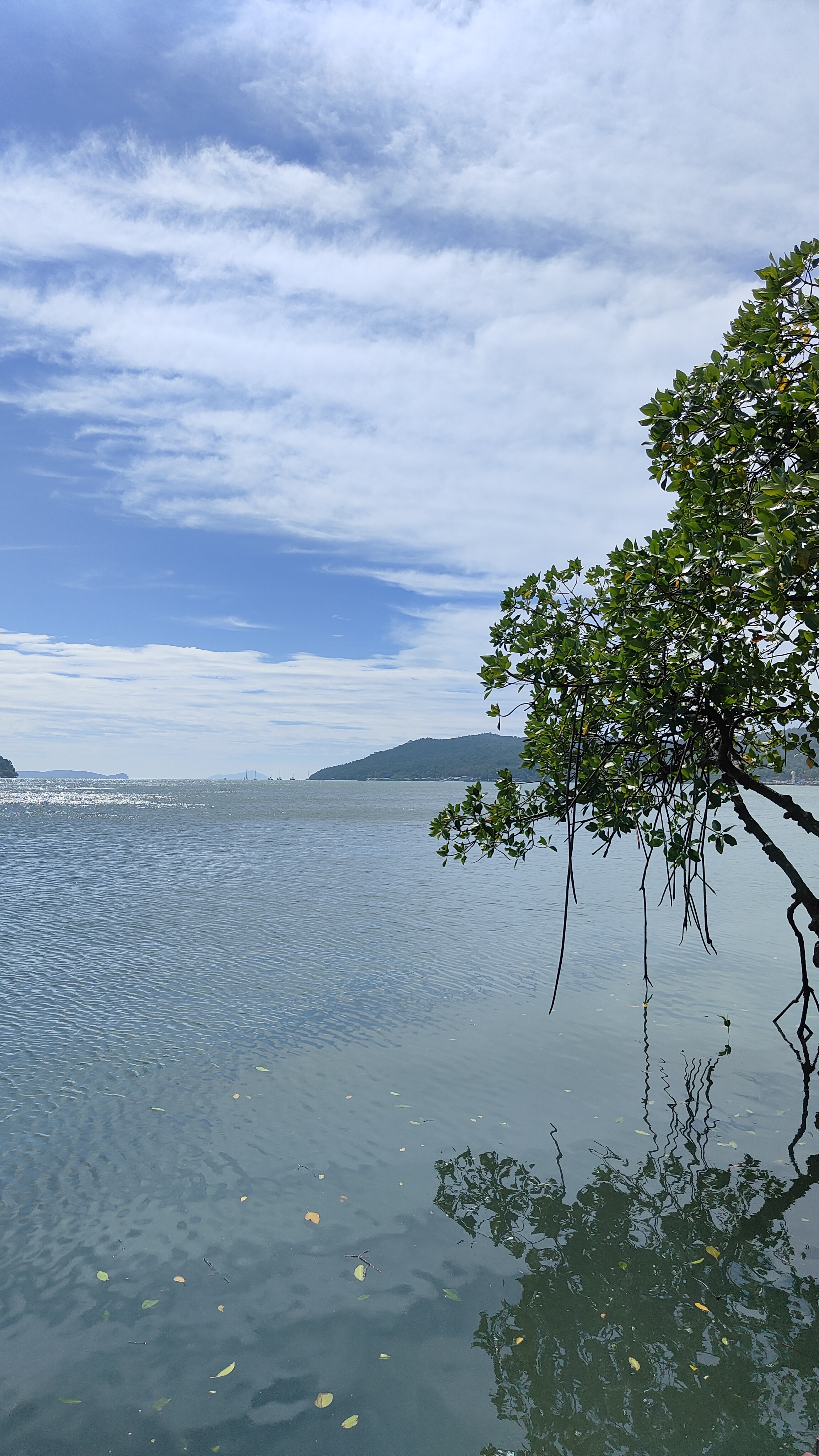 forêt de mangrove Baan Na Nai