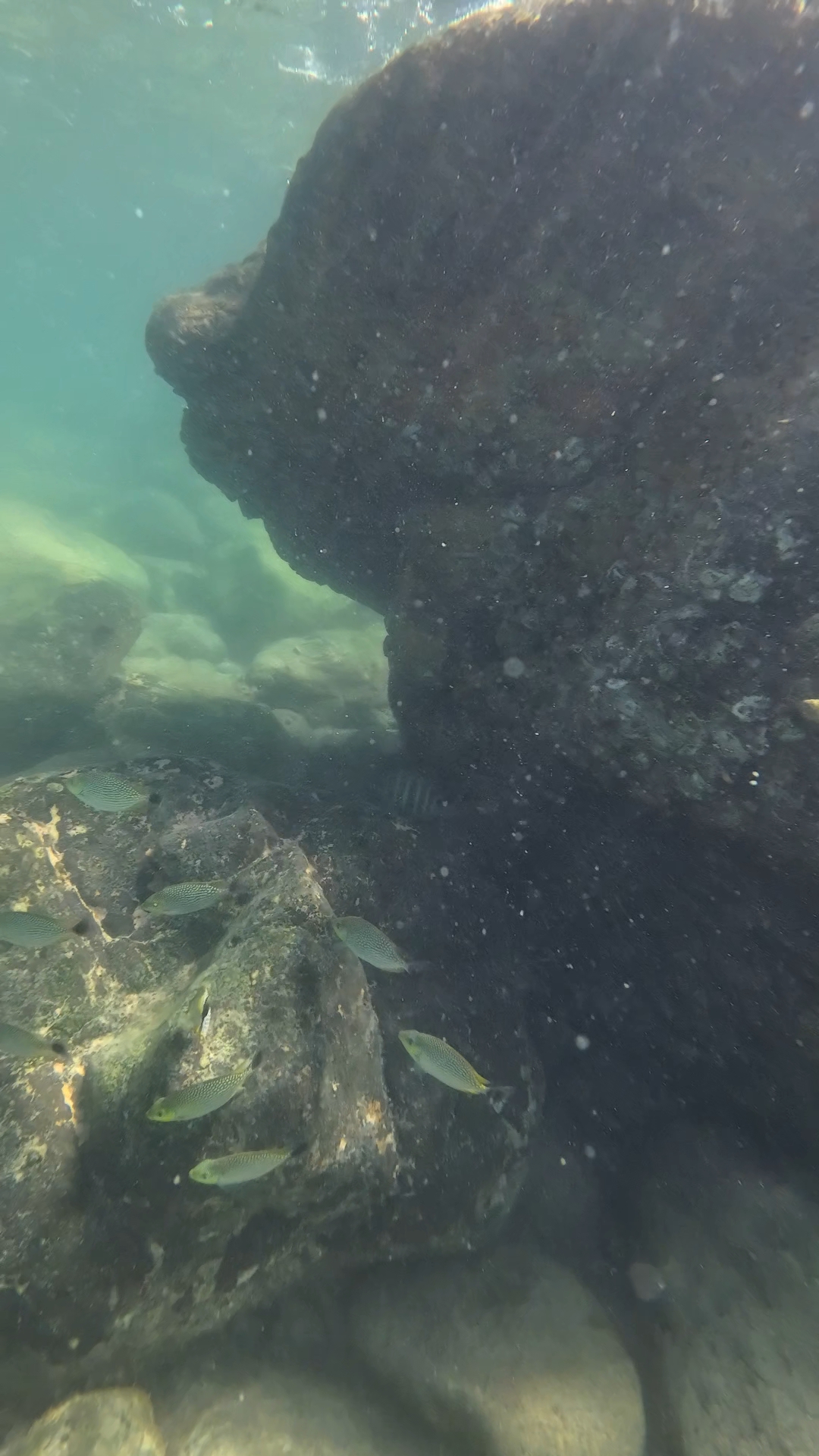 snorkeling