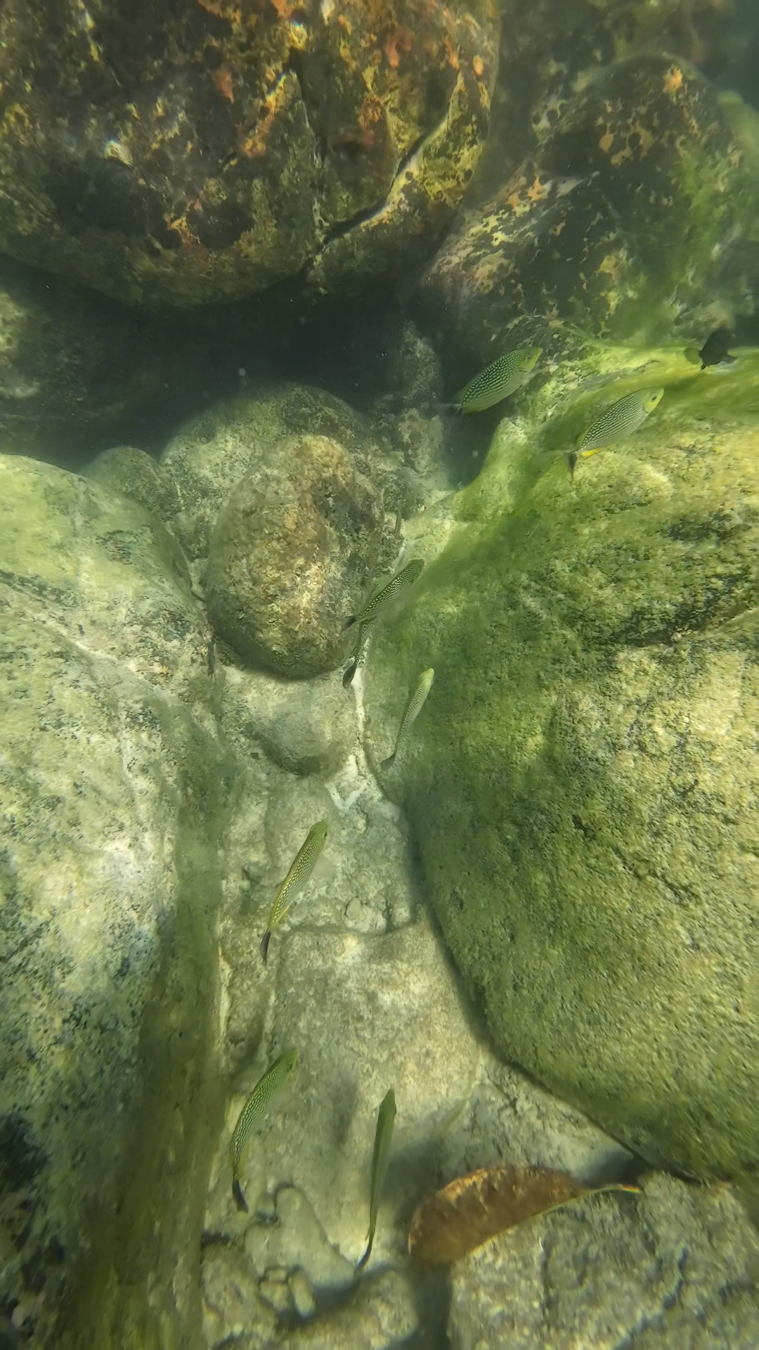 snorkeling