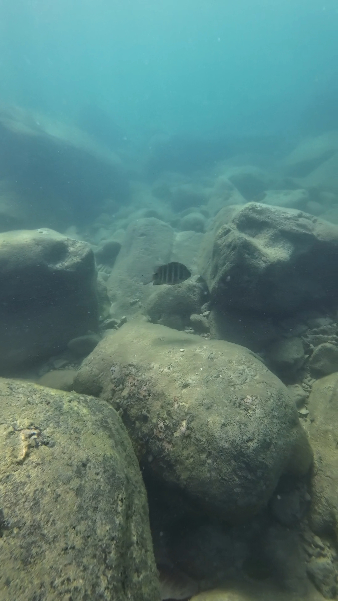 snorkeling