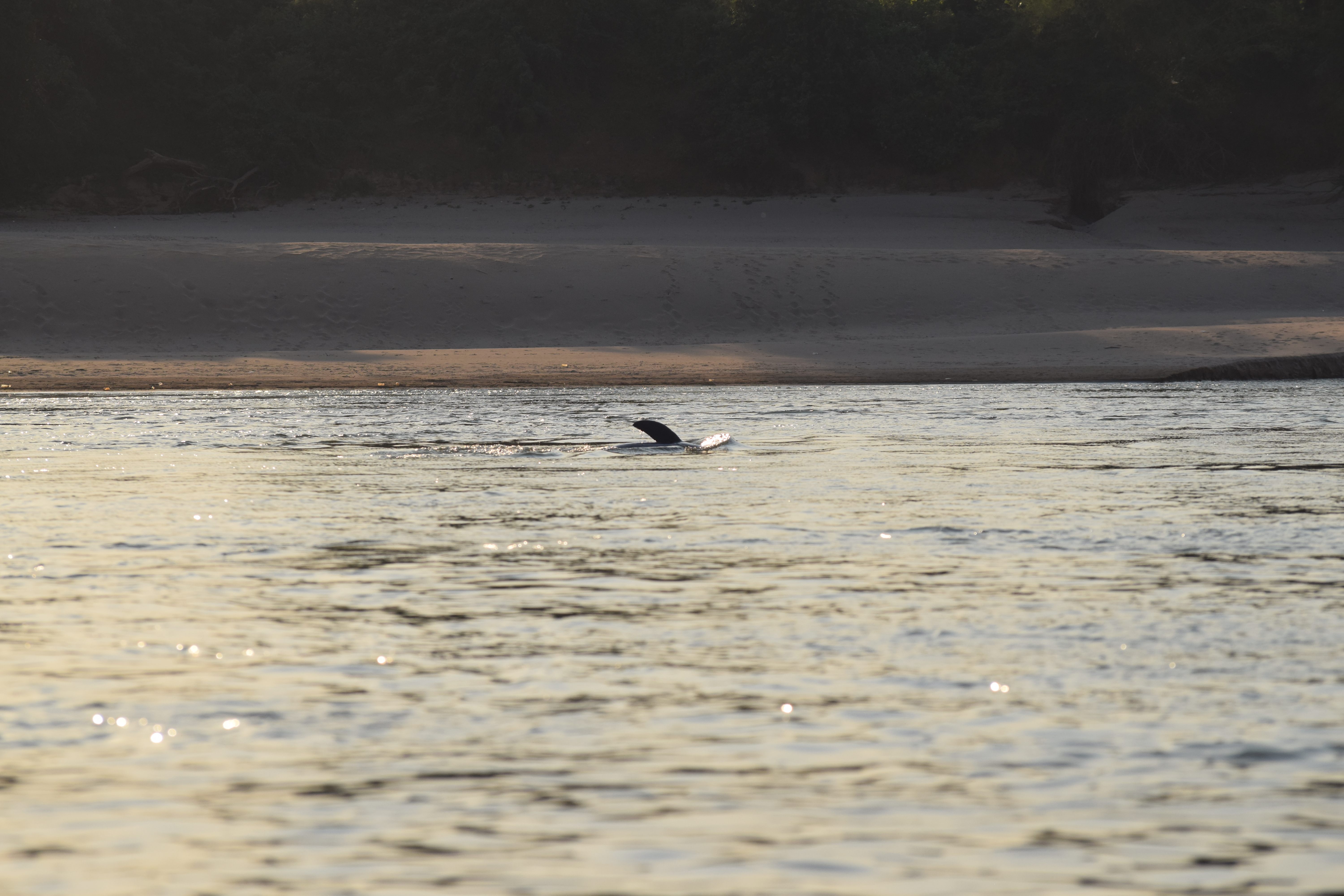 dauphins de l'irrawaddy