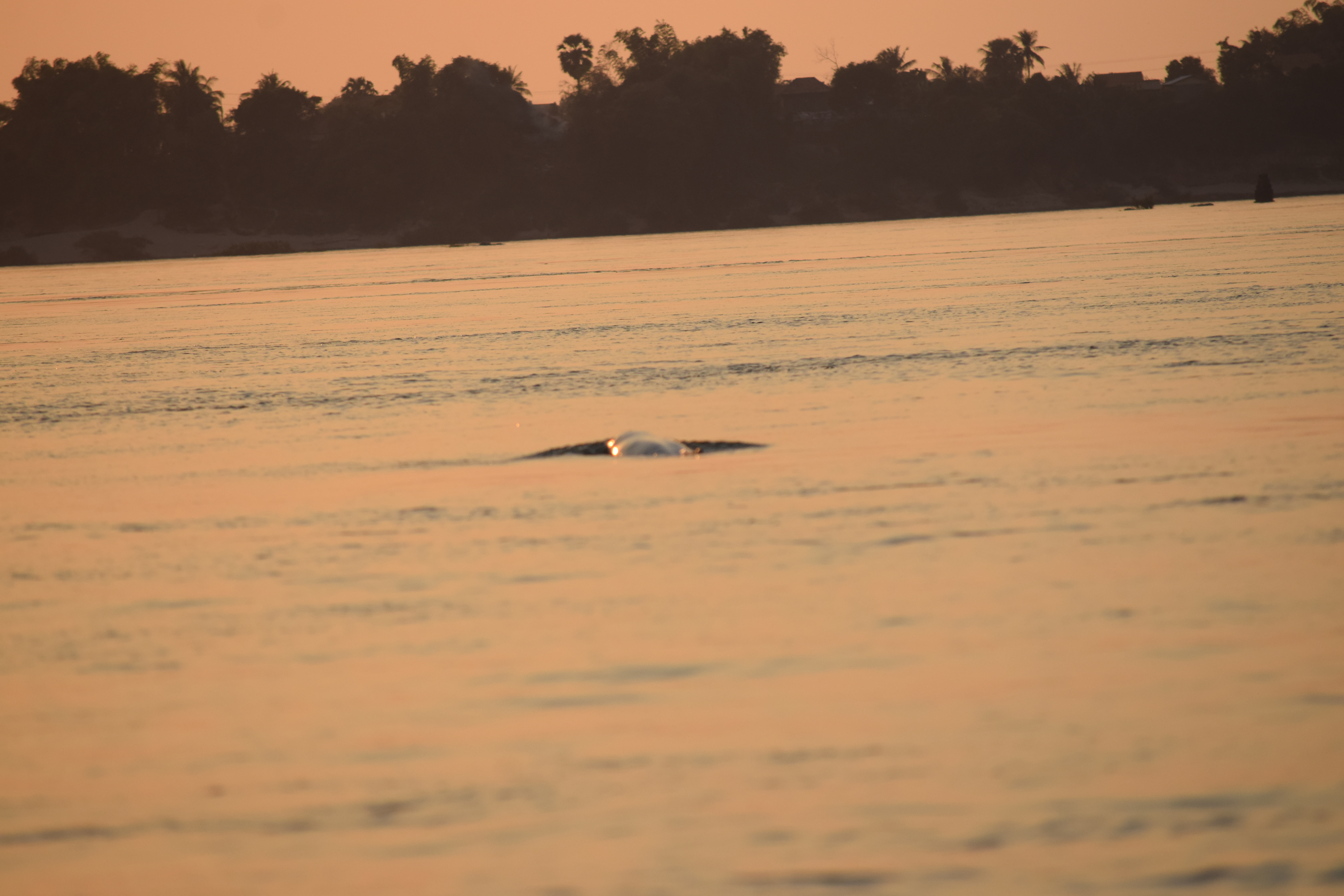 dauphins de l'irrawaddy