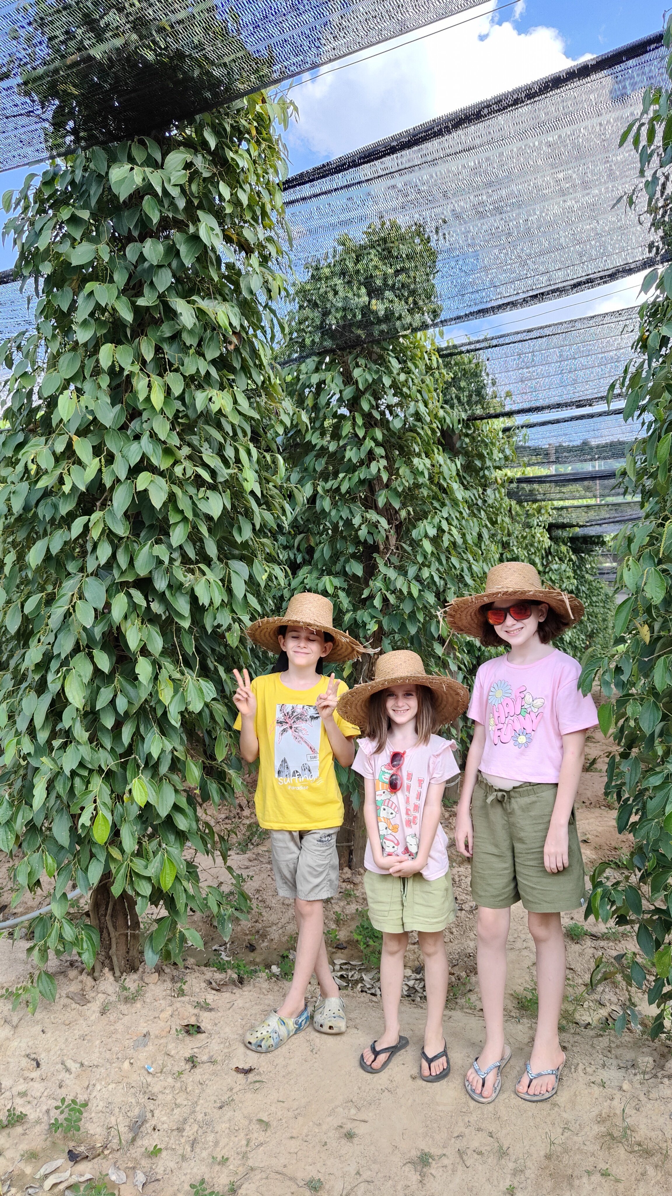 la plantation