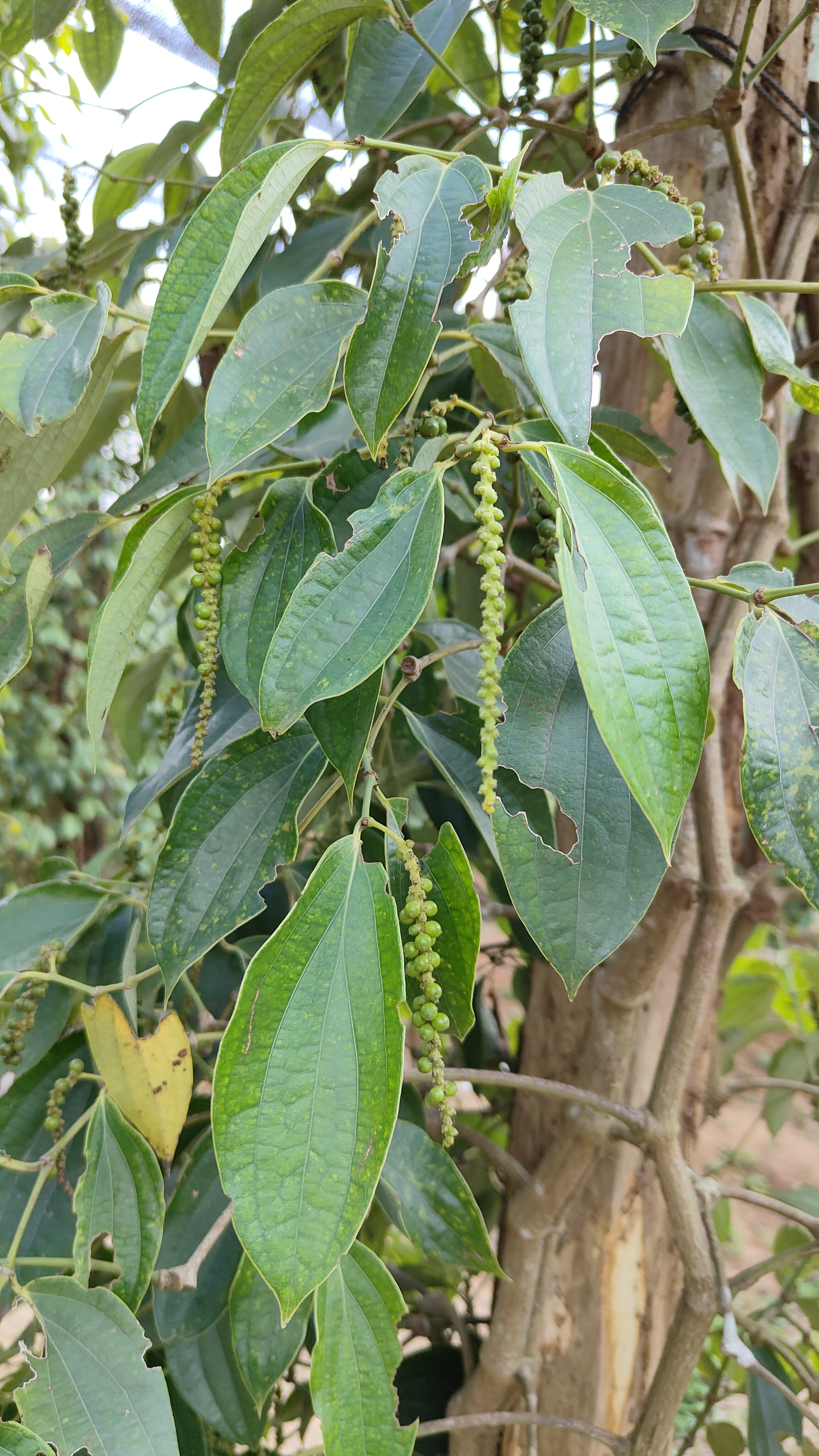 la plantation
