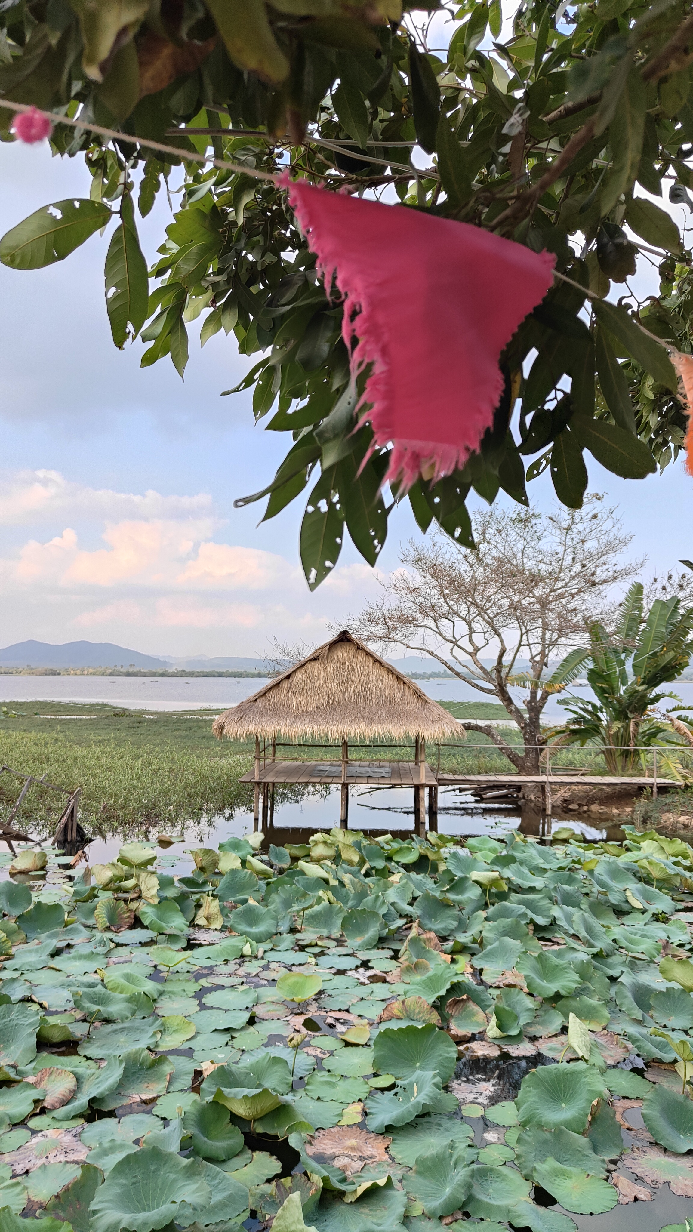 lac