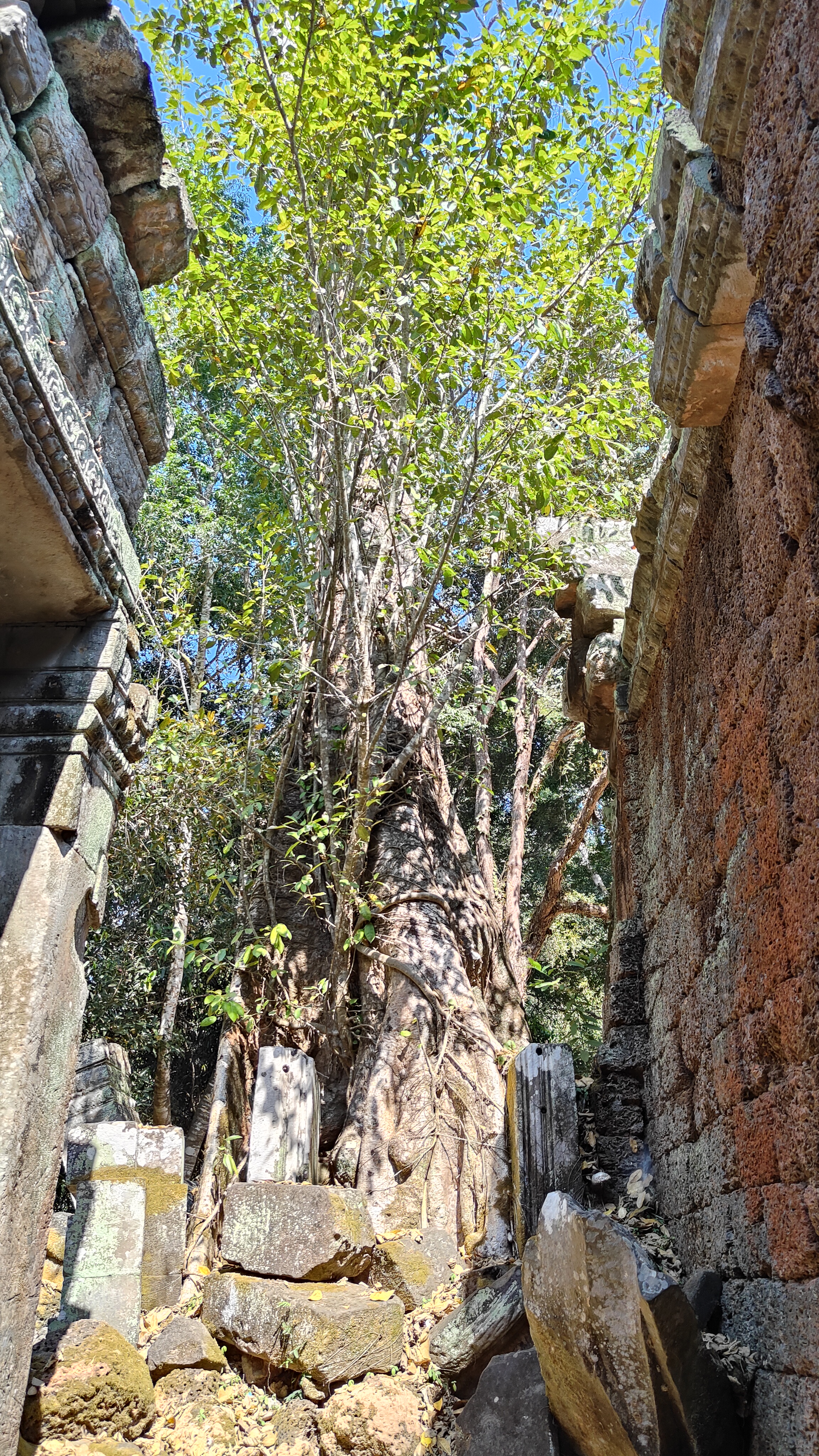 Ta prohm