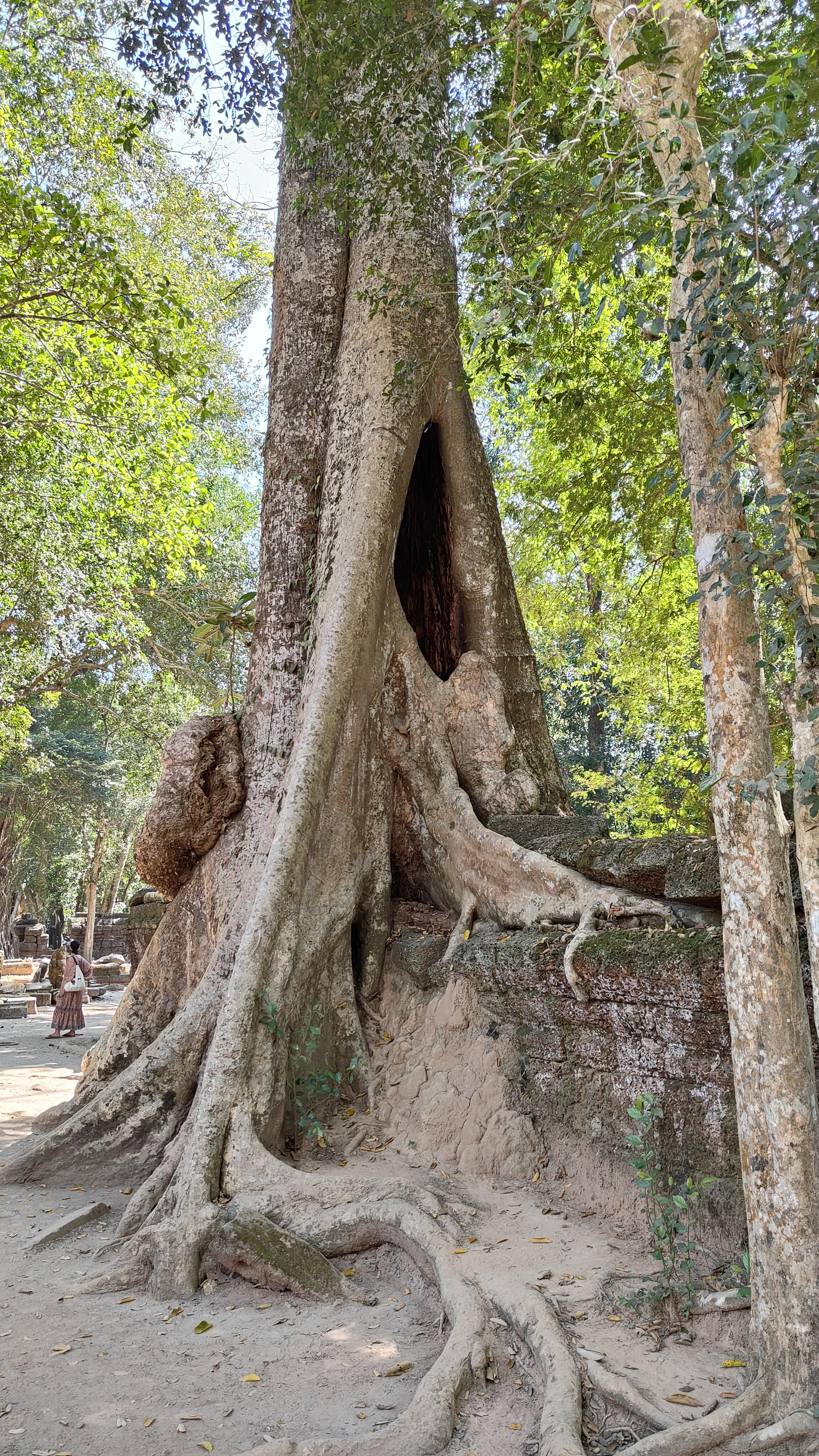 Ta prohm