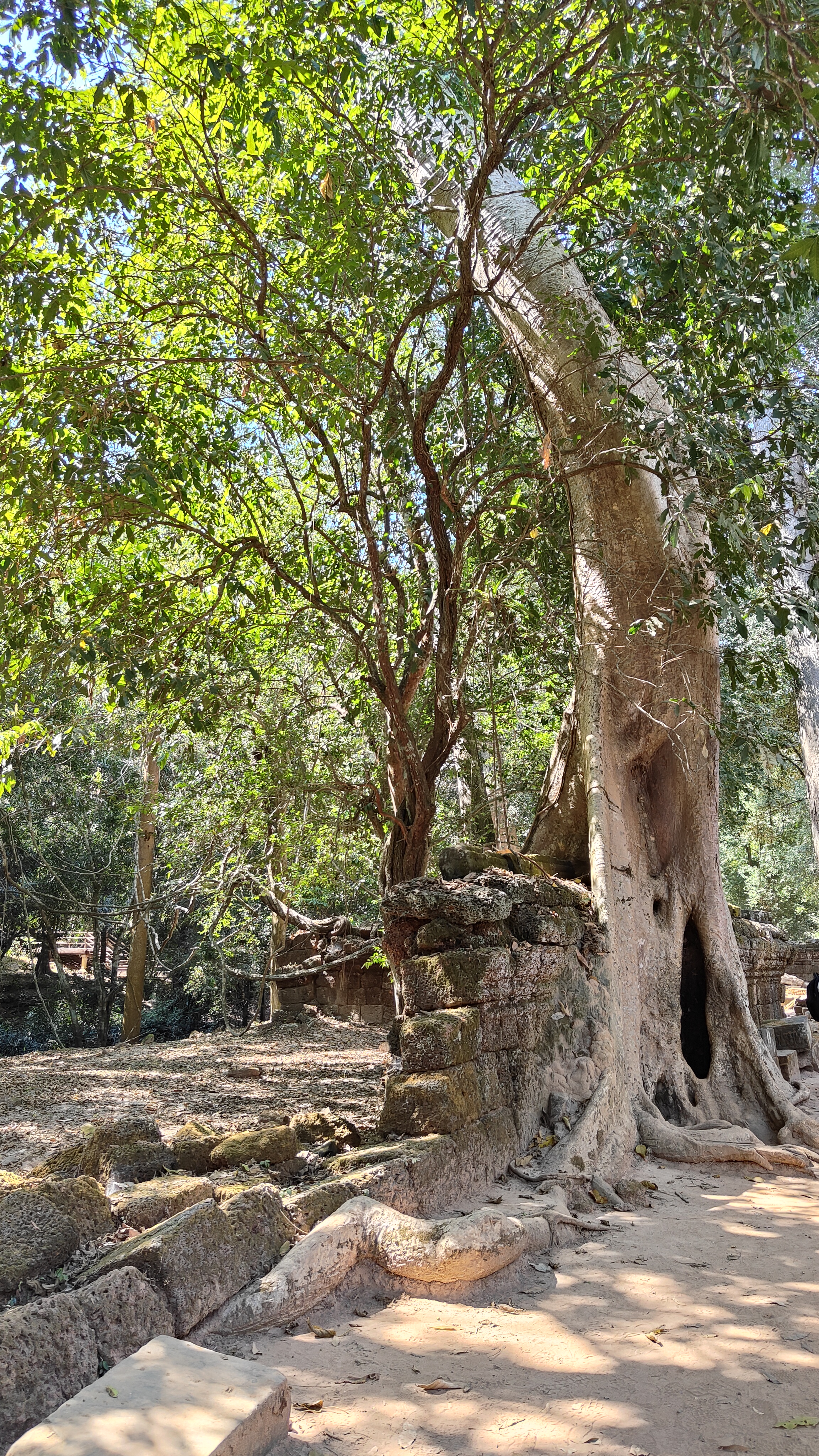 Ta prohm