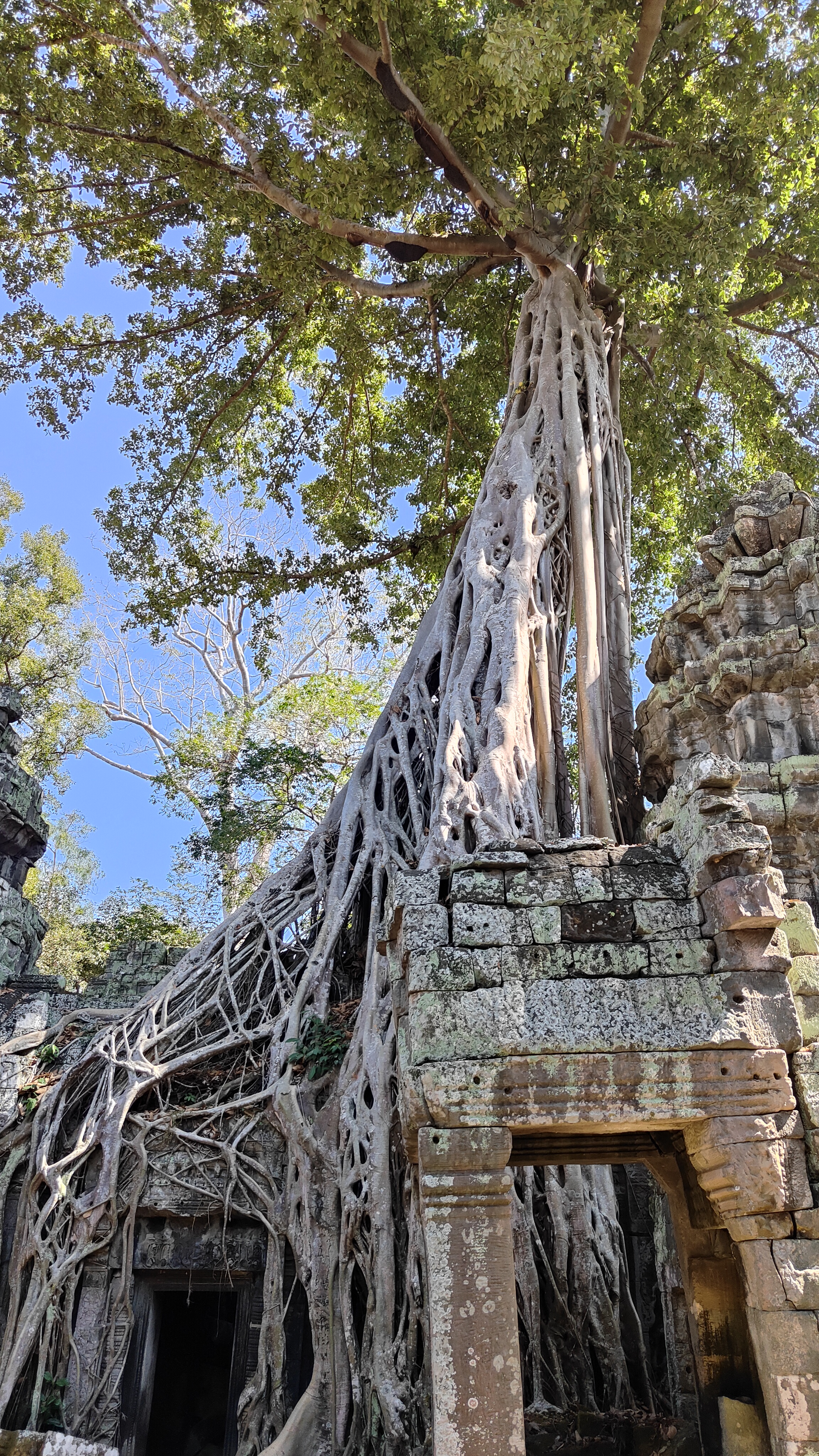 Ta prohm