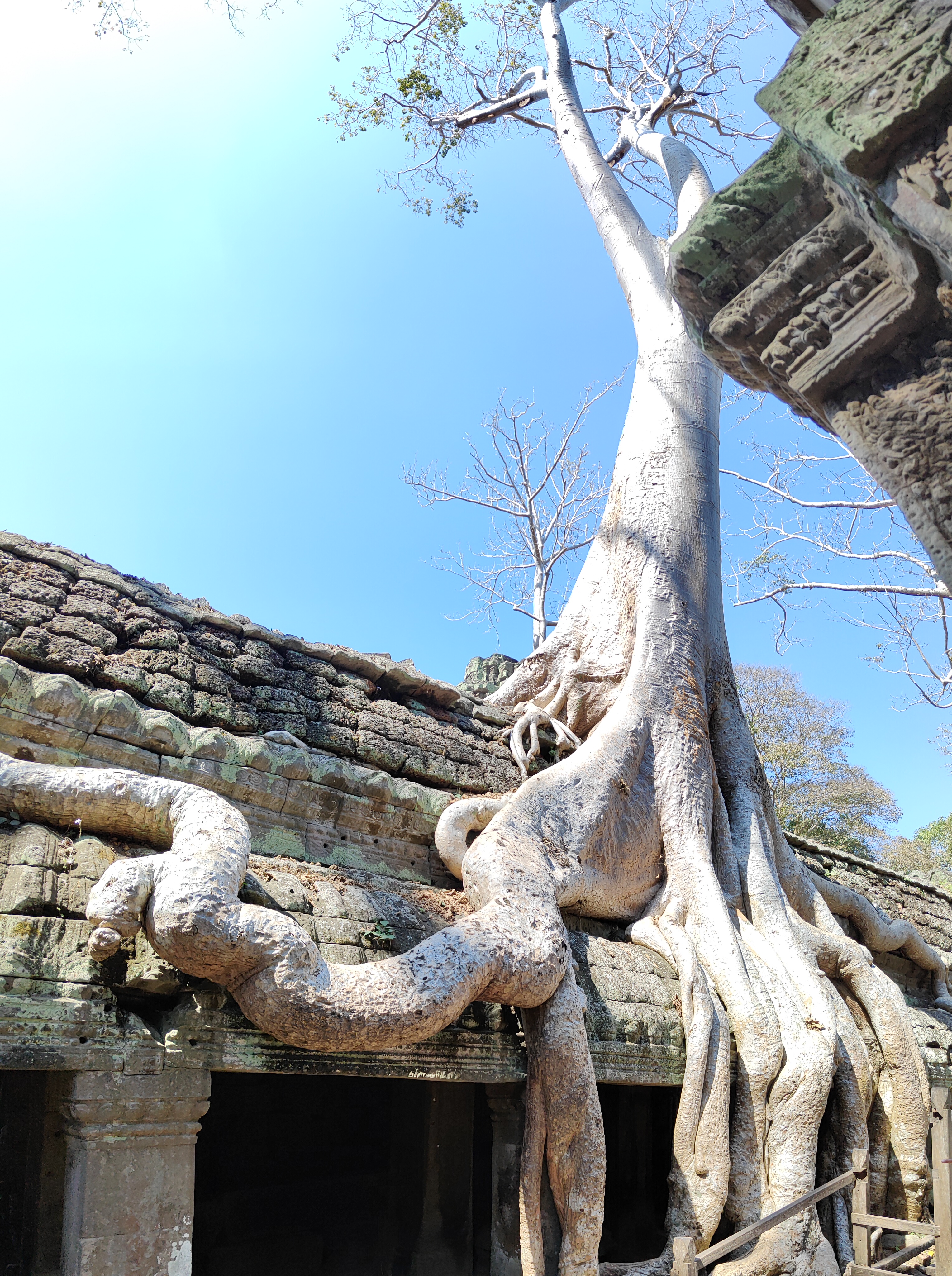 Ta prohm