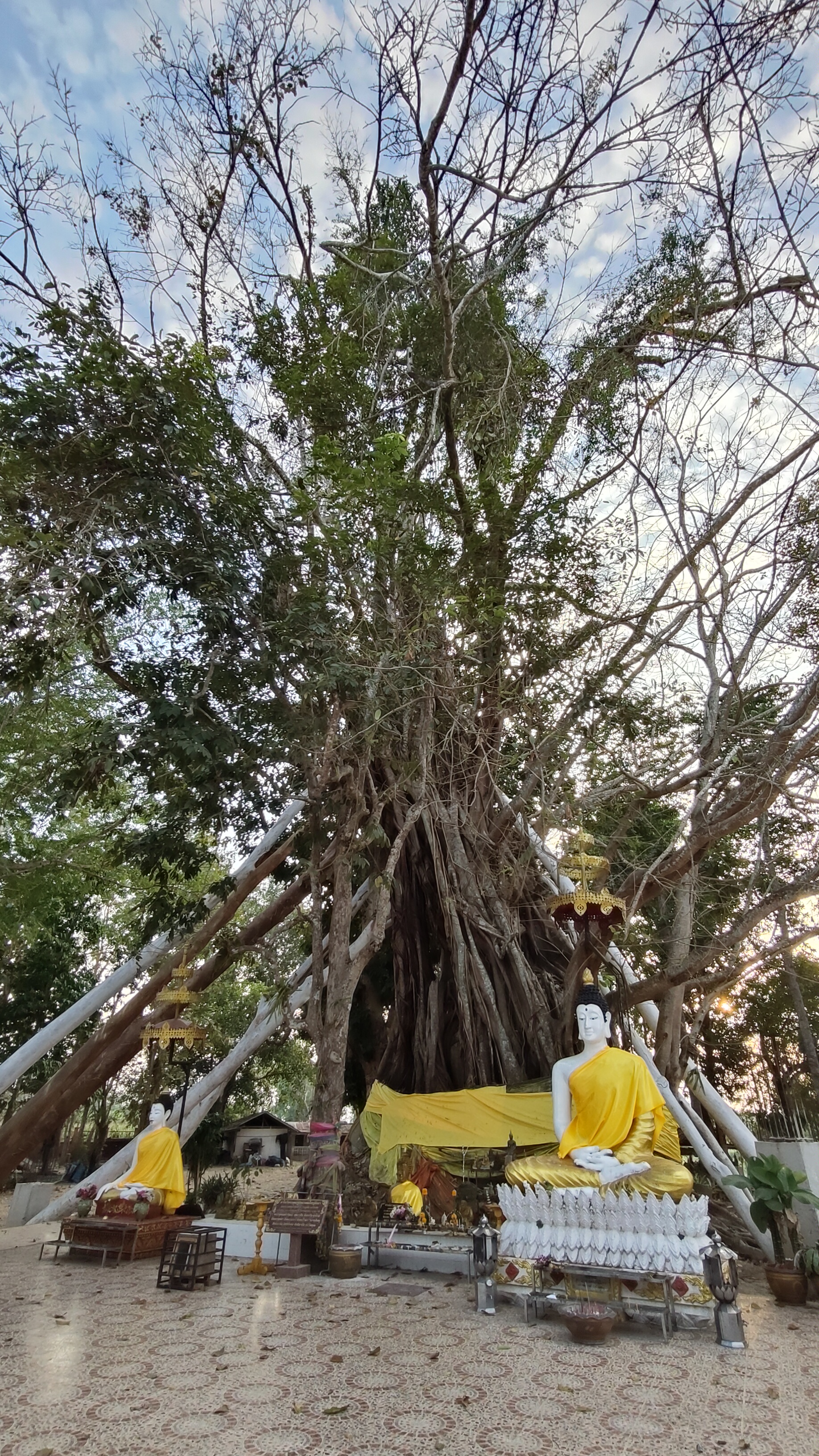 arbre