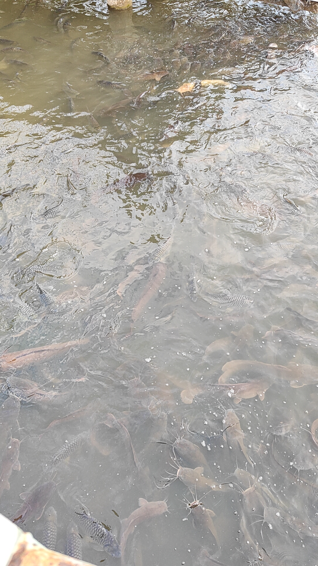 poissons