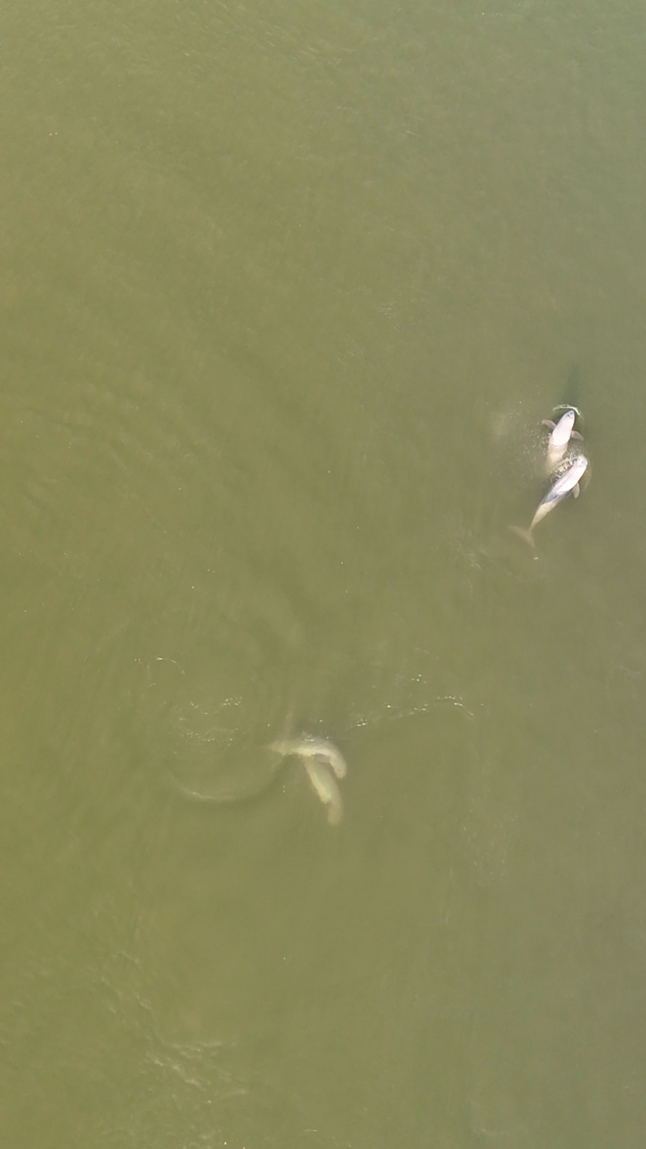 dauphins de l'irrawaddy