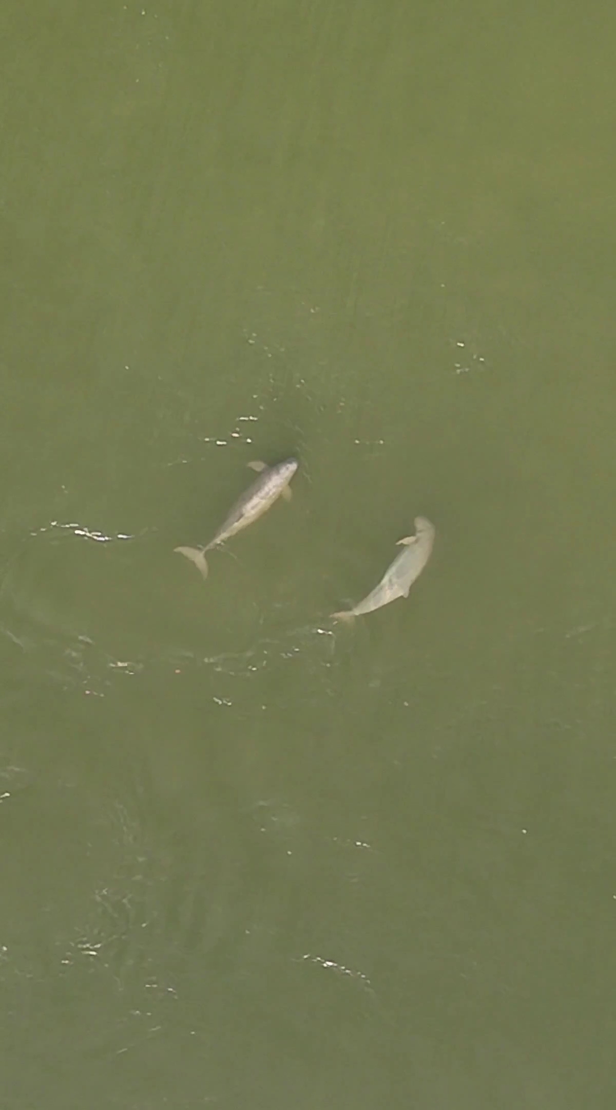 dauphins de l'irrawaddy